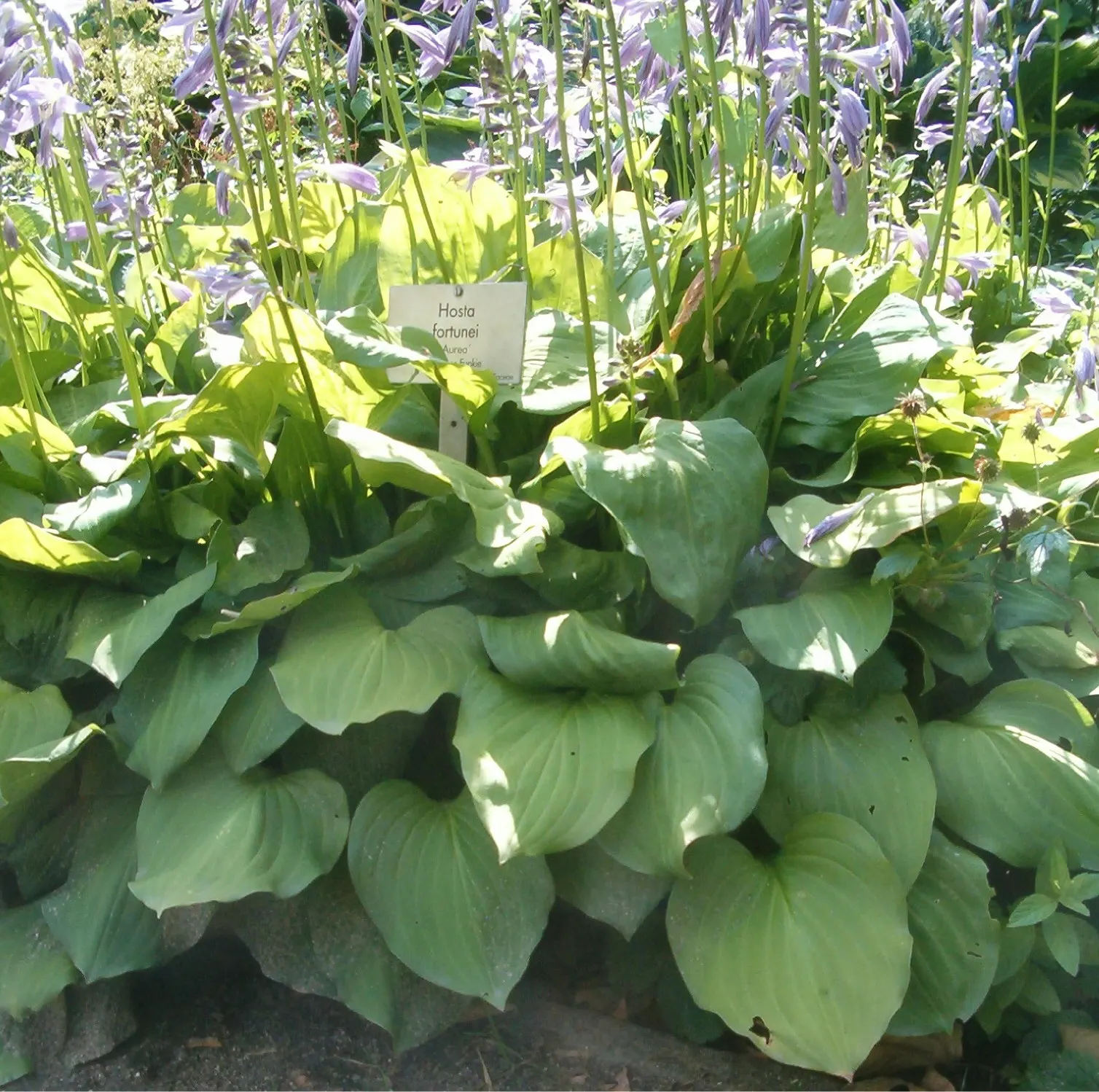 Fortunei Aurea Hosta (Hosta Fortunei 'Aurea') — presents a lush mound of heart-shaped
