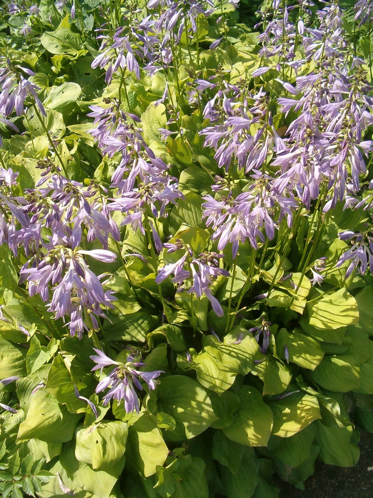 Fortunei Aurea Hosta (Hosta Fortunei 'Aurea') — Ideal for textured ground cover, it boasts showy lavender flowers in mid-summer on stalks up to 3 feet tall