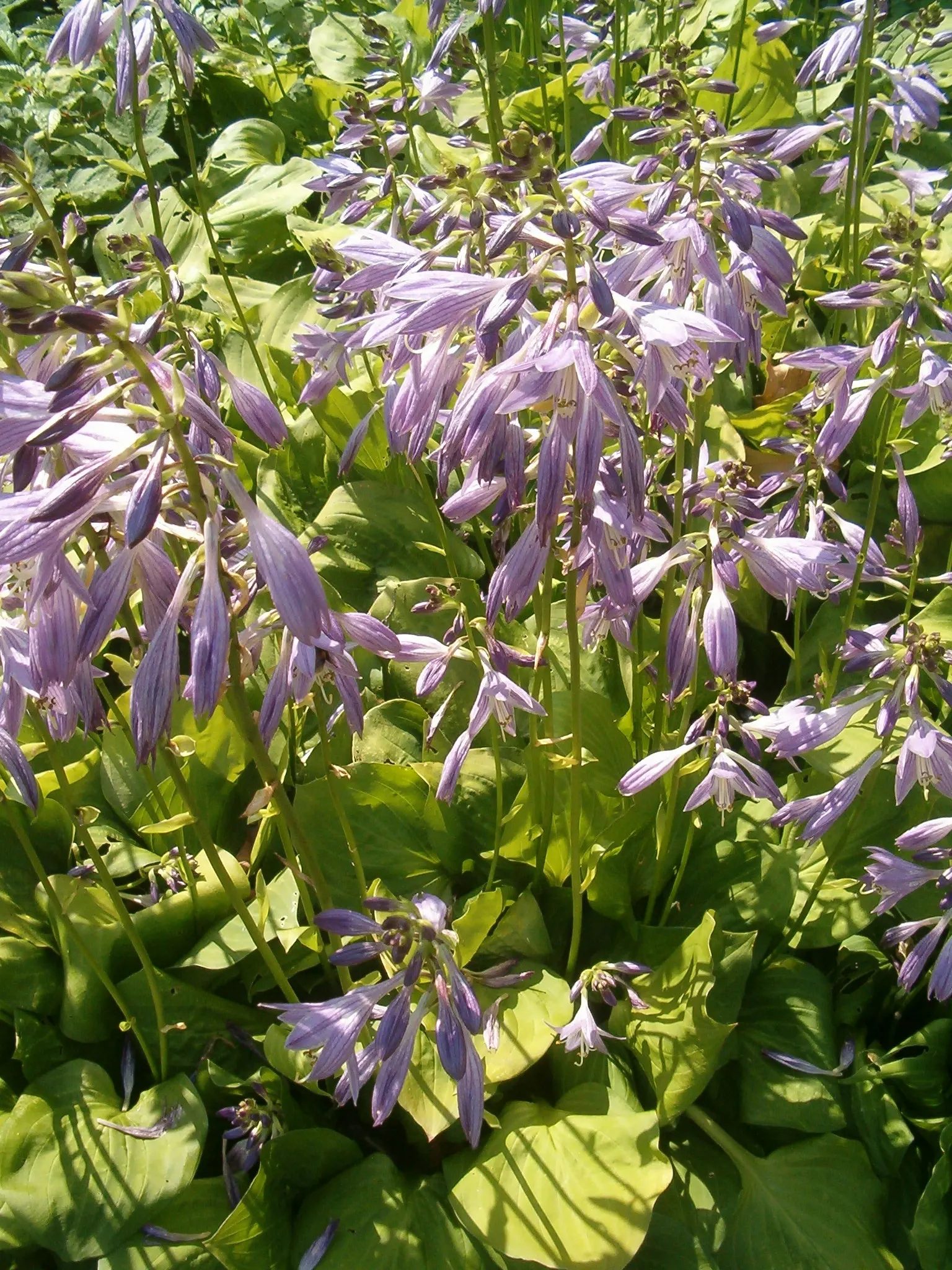 Fortunei Aurea Hosta (Hosta Fortunei 'Aurea') — This shade-loving perennial reaches 1.5-2 feet in height and spreads up to 3 feet