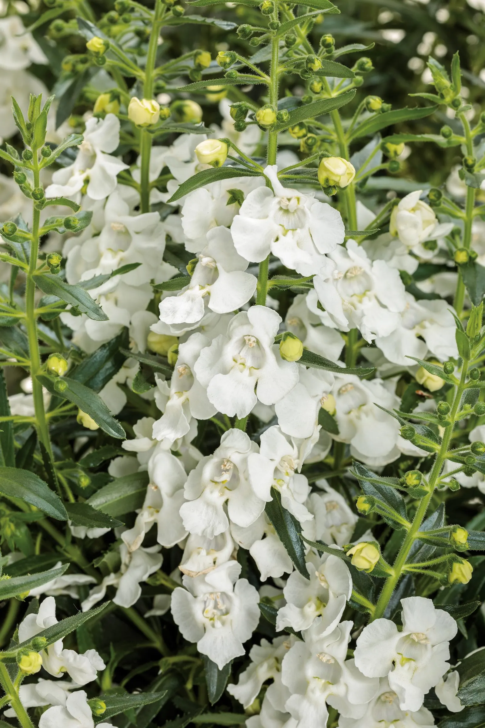 White III Summer Snapdragon (Angelonia) — is a refined warm-season annual with crisp white flower spikes that bring a cool