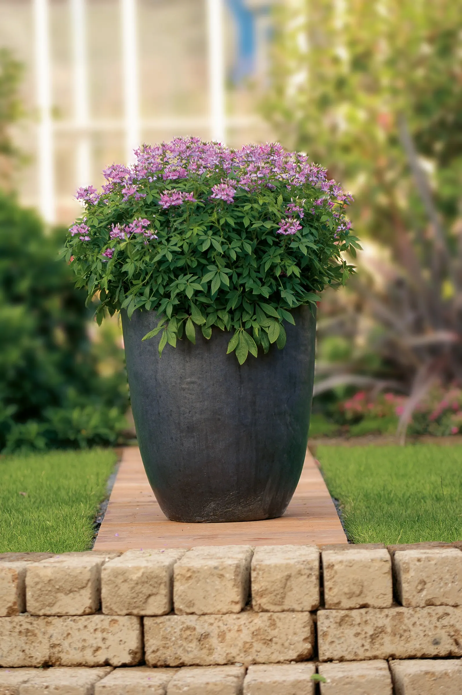 Señorita Rosalita® Spider Flower (Cleome) — heat tolerant annual cleome is a rock star in landscapes and sizable containers; senorita Rosalita spider flower is