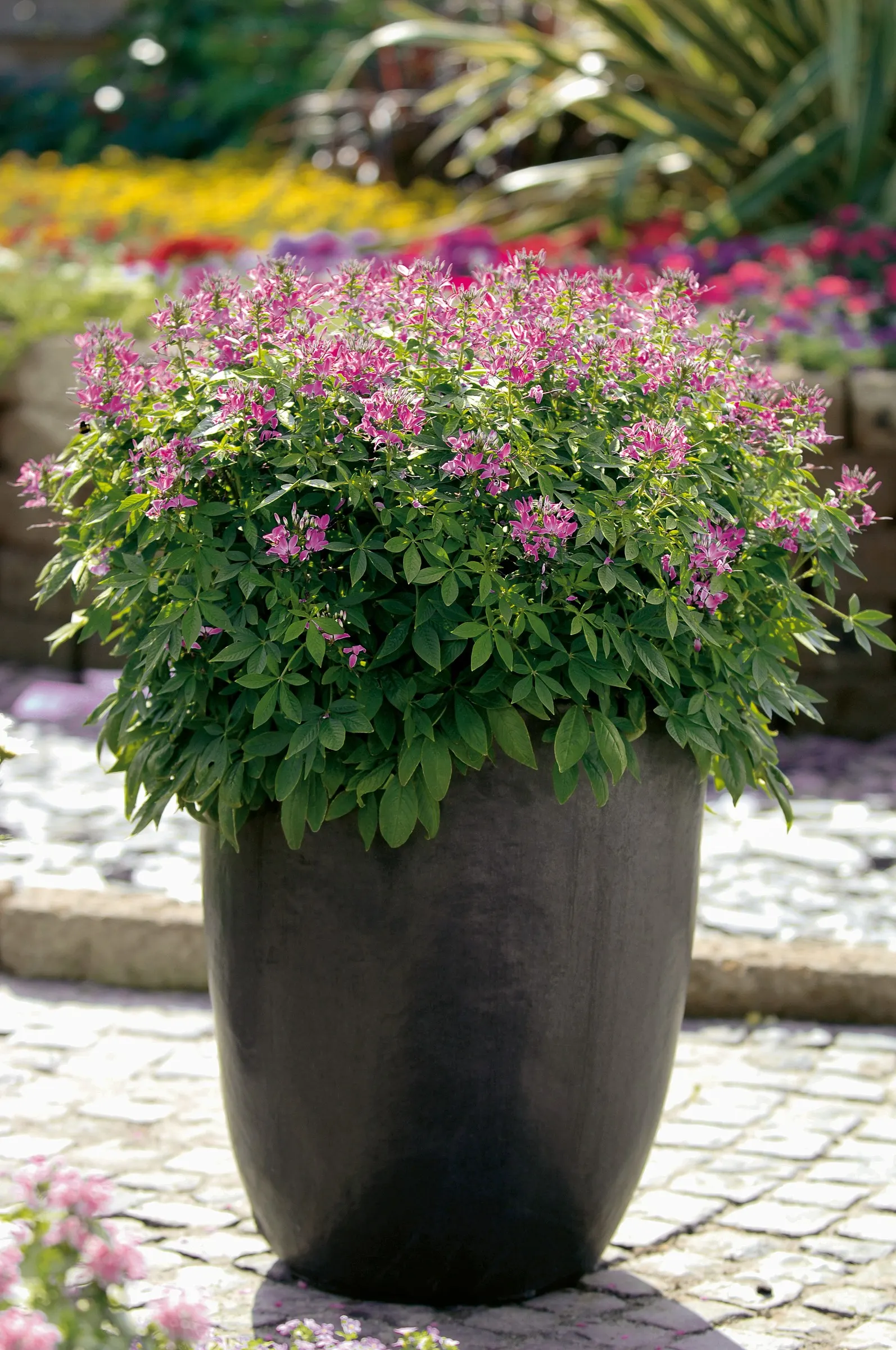 Señorita Rosalita® Spider Flower (Cleome) — The insect also feeds on many brassicas