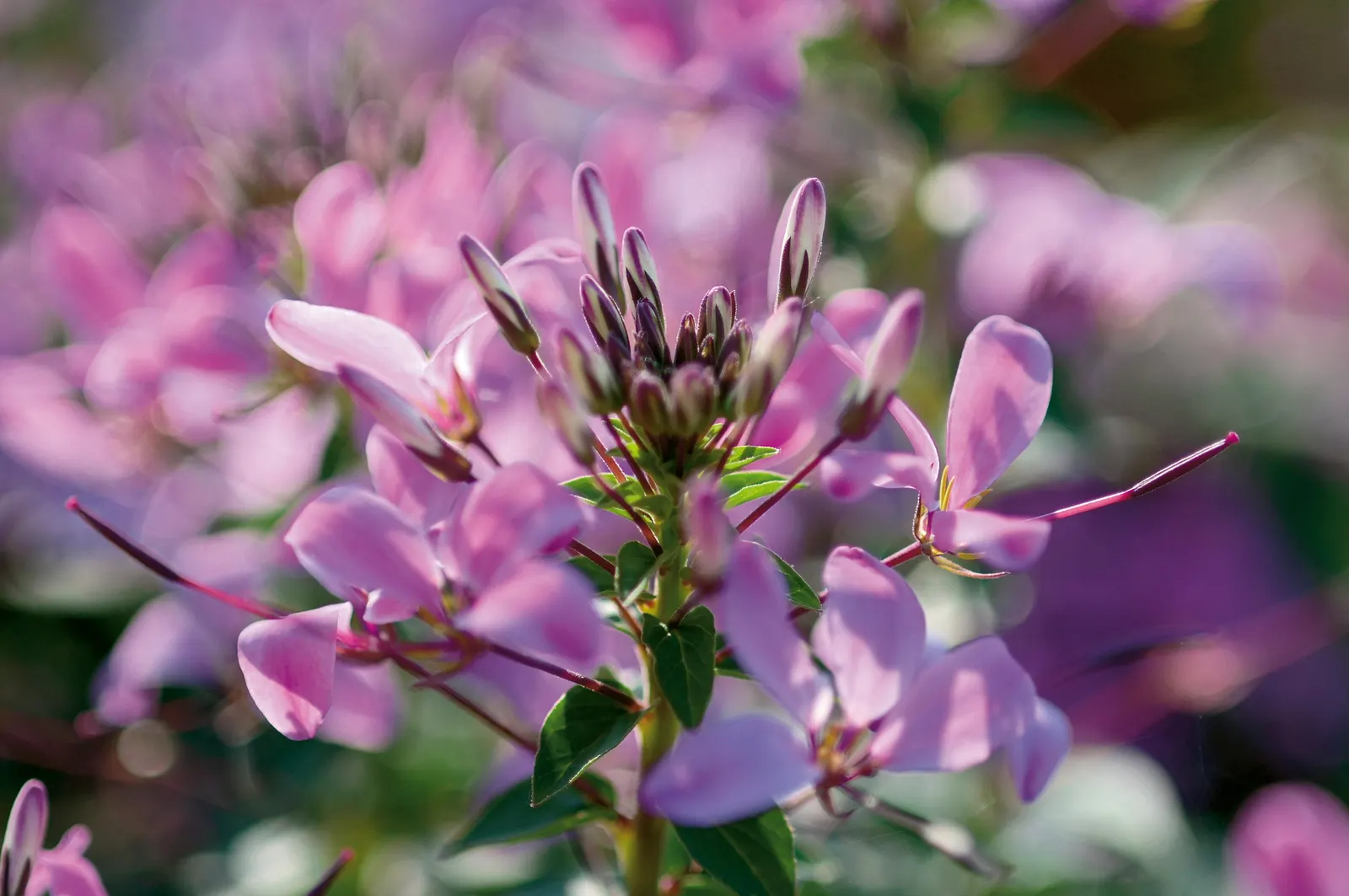Señorita Rosalita® Spider Flower (Cleome) — causing wilted or dying tips; so you won’t end up with a plant that has “bare knees” like many other, image 56
