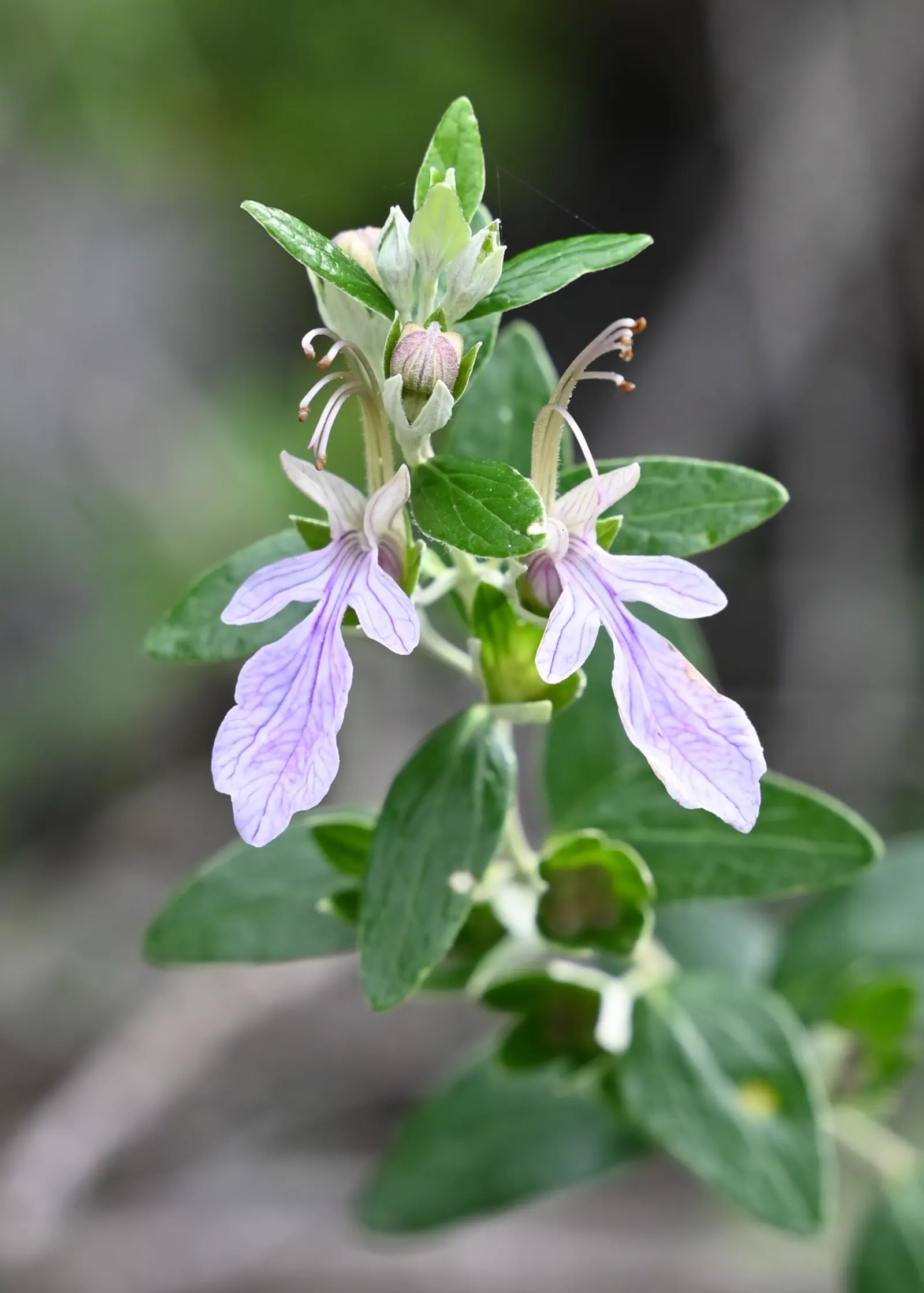 Bush Germander (Teucrium Fruticans) — an attribute that eases irrigation needs