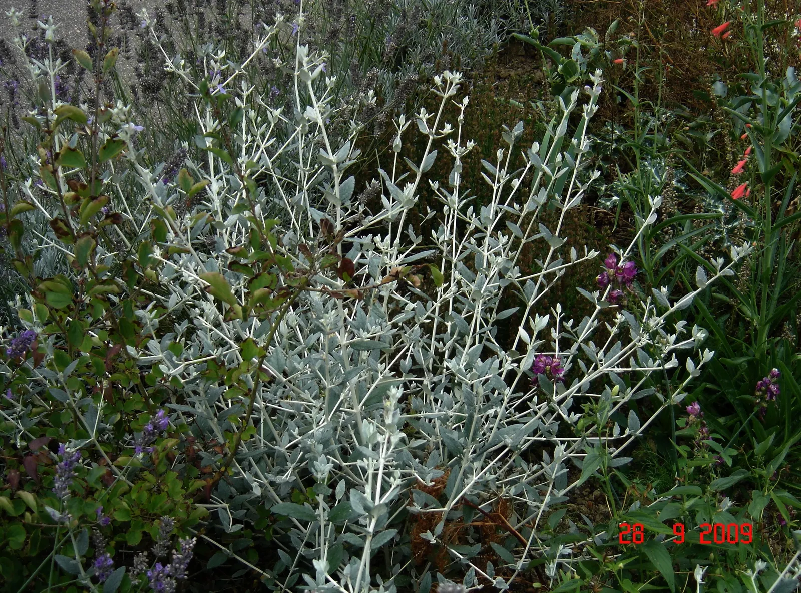 Bush Germander (Teucrium Fruticans) — herb / shrub for full