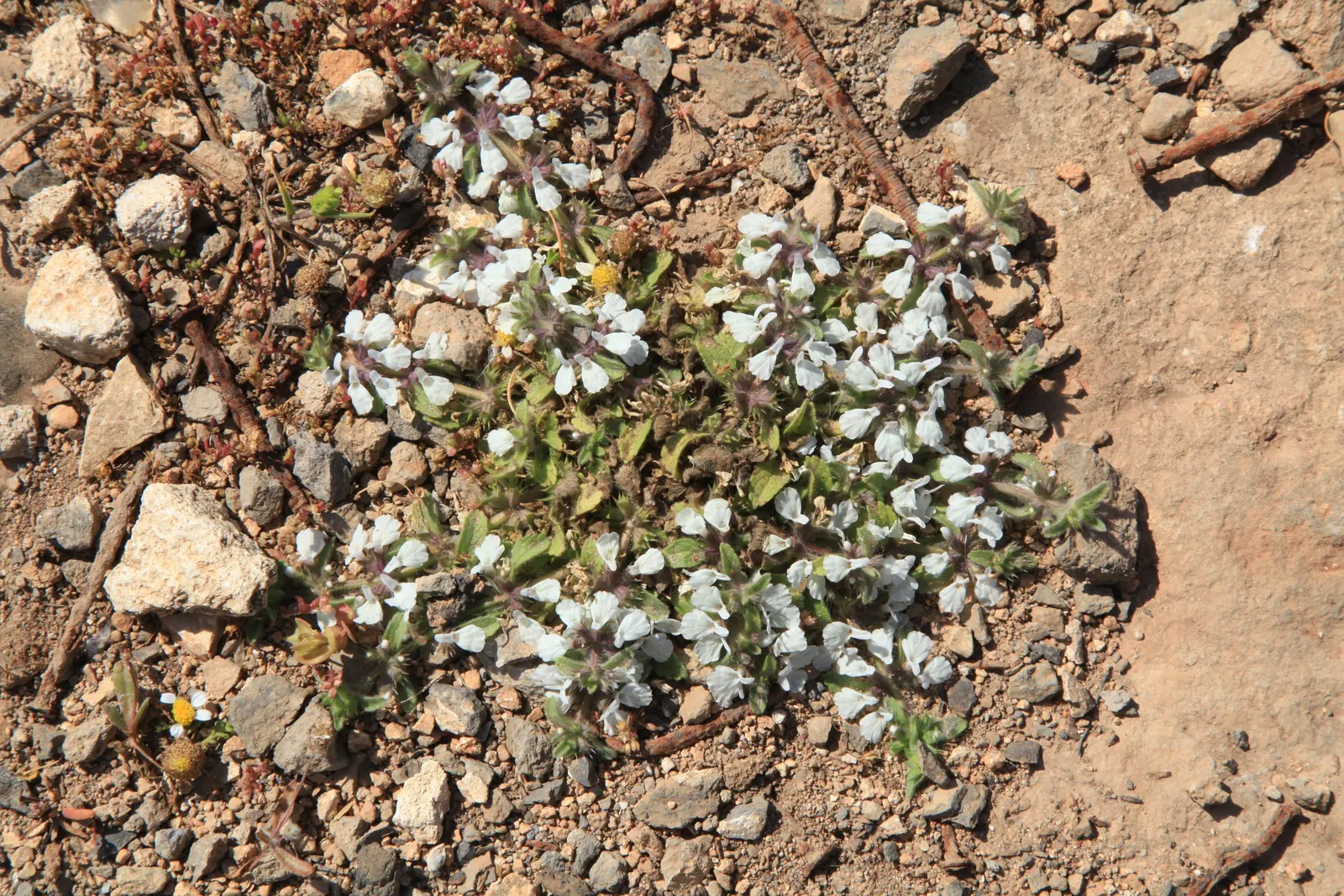Bush Germander (Teucrium Fruticans) — With its minimal care requirements and resilient nature; making it suitable for water-wise landscaping