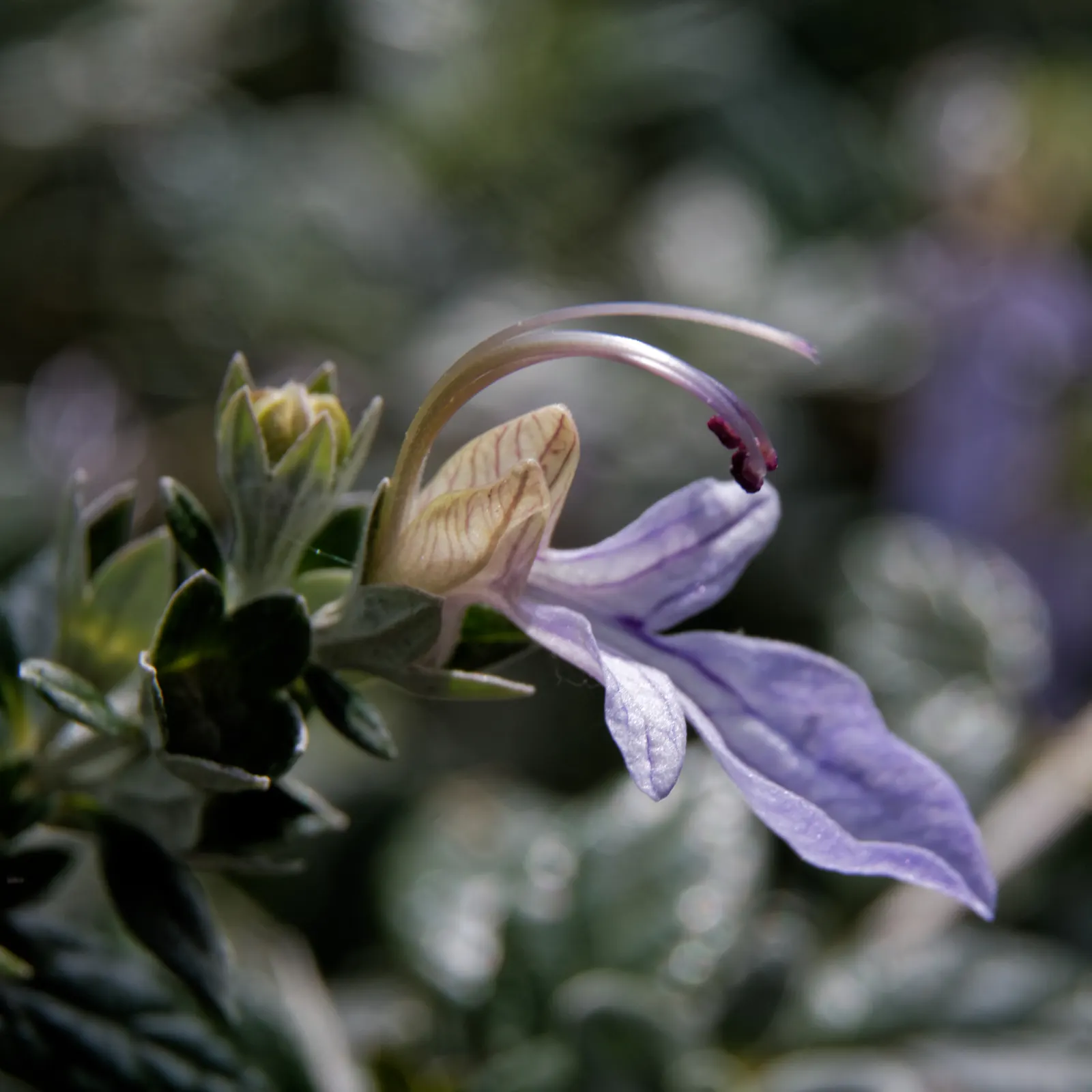 Bush Germander (Teucrium Fruticans) — herb / shrub with blue blooms; teucrium fruticans thrives in USDA Hardiness Zones 8 through 9
