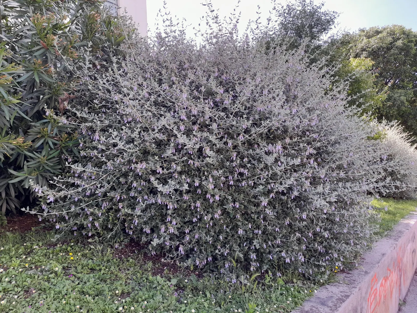 Bush Germander (Teucrium Fruticans) — open form with an average growth rate; flowering profusely with lavender-blue blooms from late winter through summer