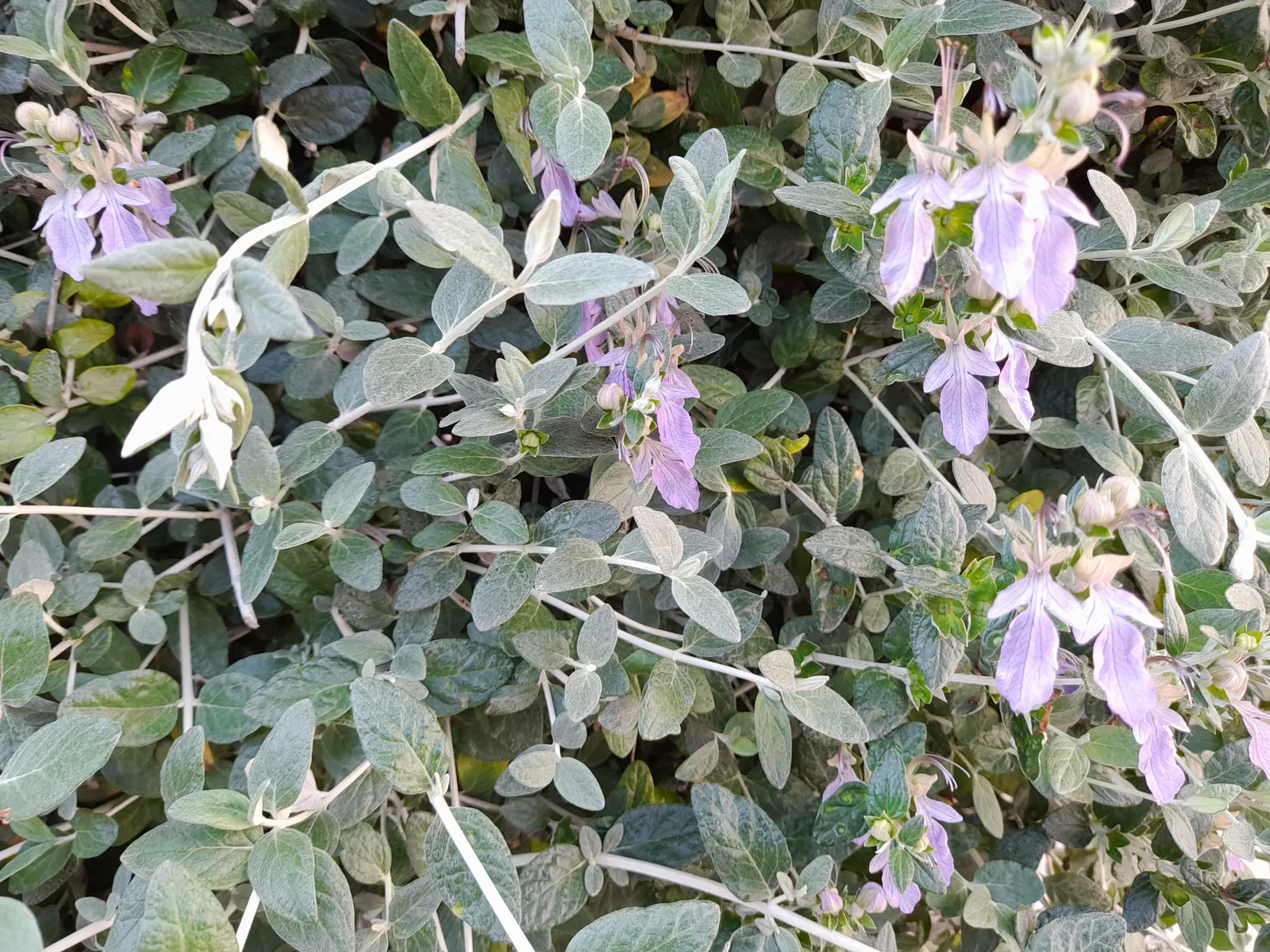 Bush Germander (Teucrium Fruticans) — From late winter through to early spring, expect an impressive display of deep azure flowers, image 38