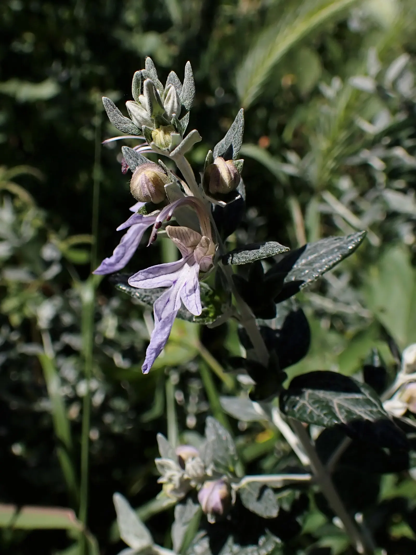 Bush Germander (Teucrium Fruticans) — somewhat architectural aesthetic