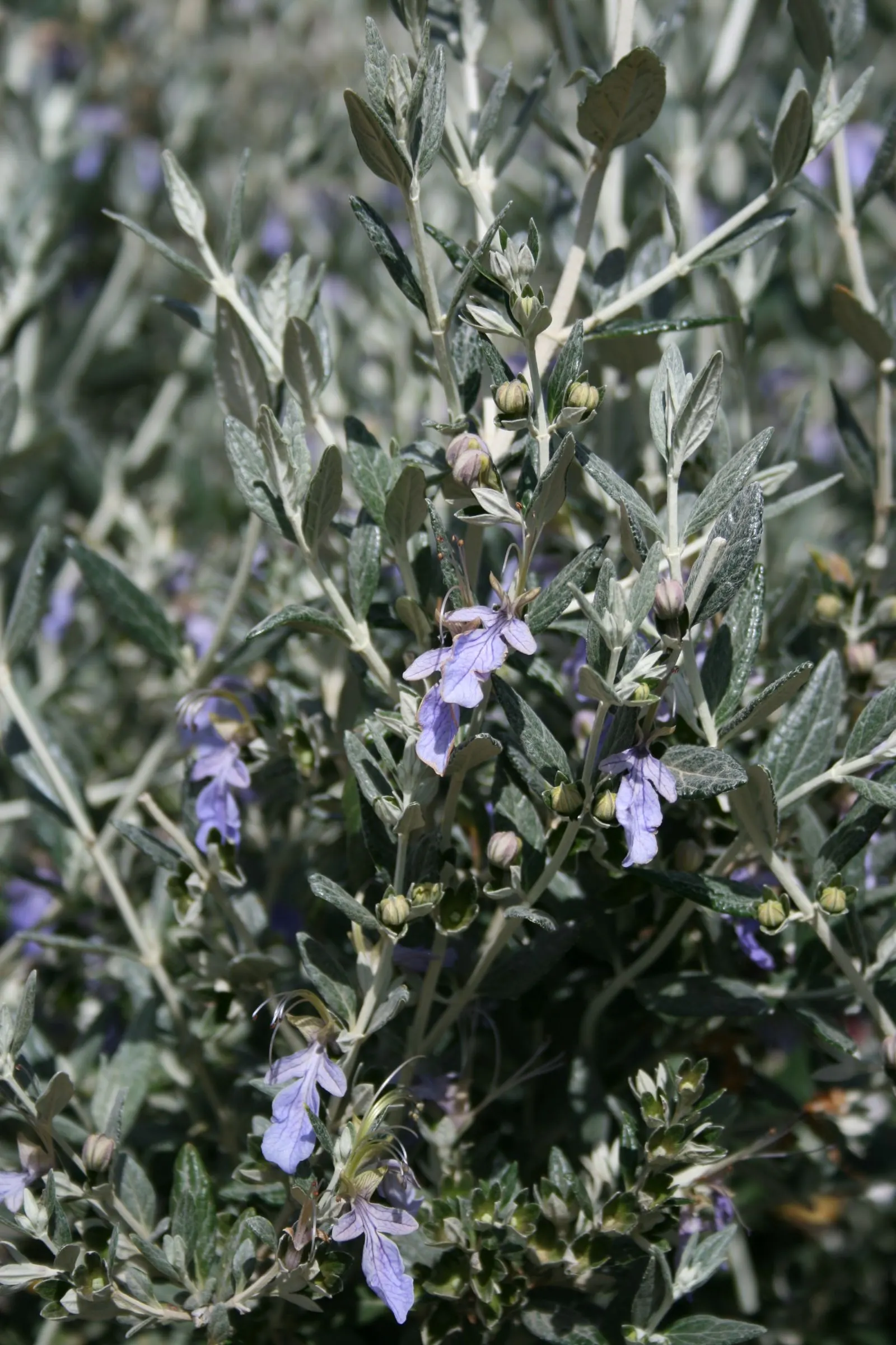 Bush Germander (Teucrium Fruticans) — perfect for Mediterranean or drought-tolerant gardens; scientifically known as Teucrium fruticans