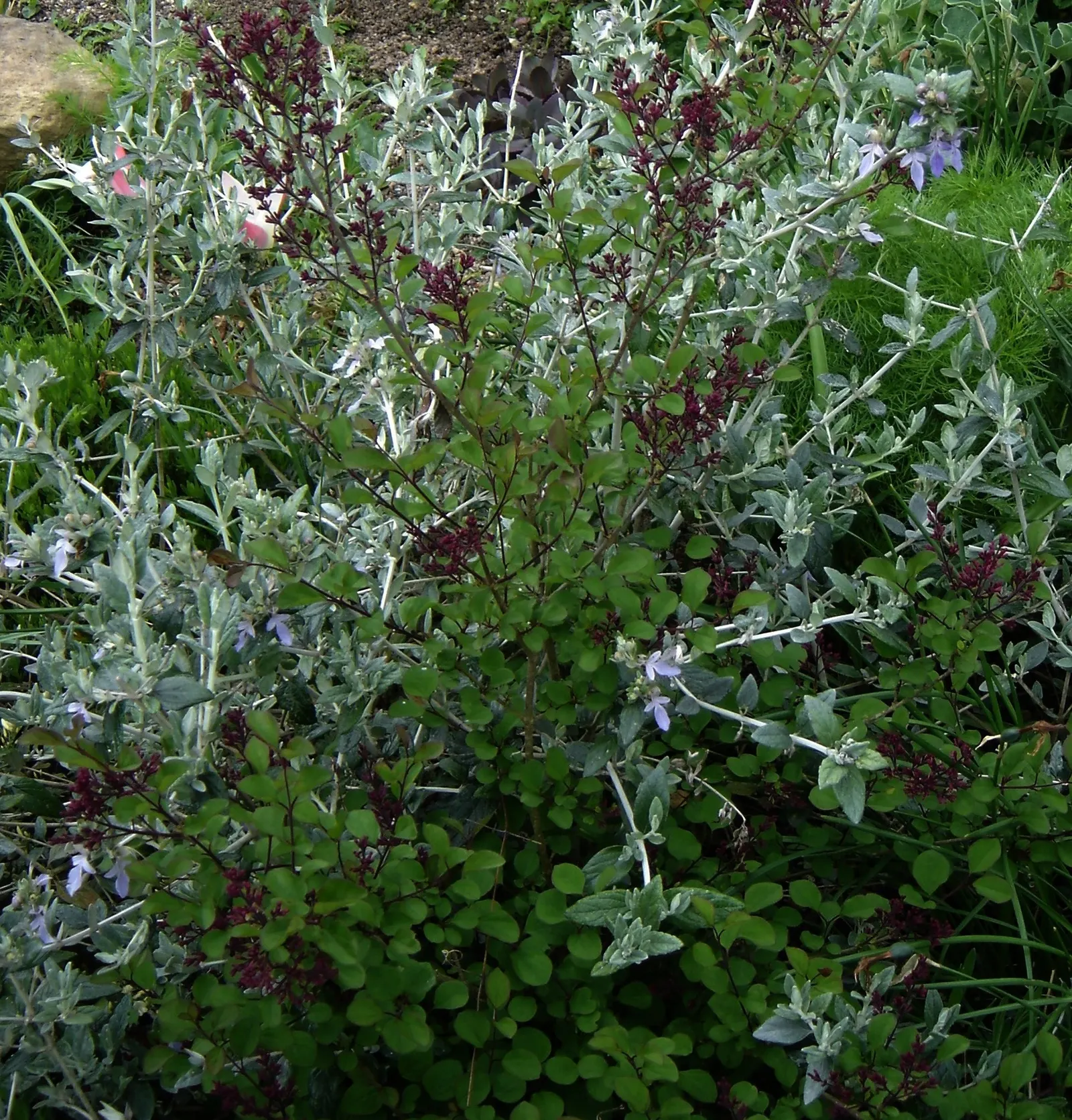 Bush Germander (Teucrium Fruticans) — Teucrium fruticans thrives in USDA Hardiness Zones 8 through 9; it reaches up to 6 feet tall and wide