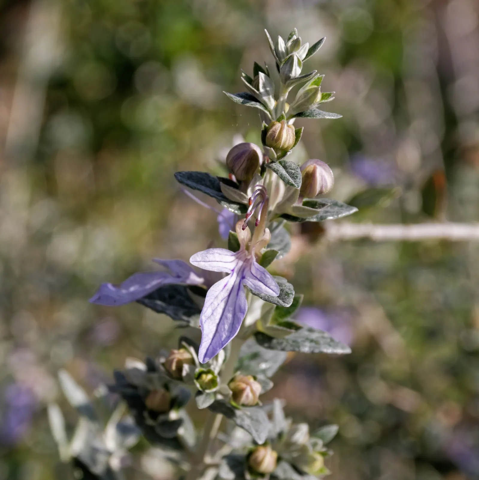 Bush Germander (Teucrium Fruticans) — Regular pruning maintains its shape and encourages denser growth; or even as a standalone specimen, image 56
