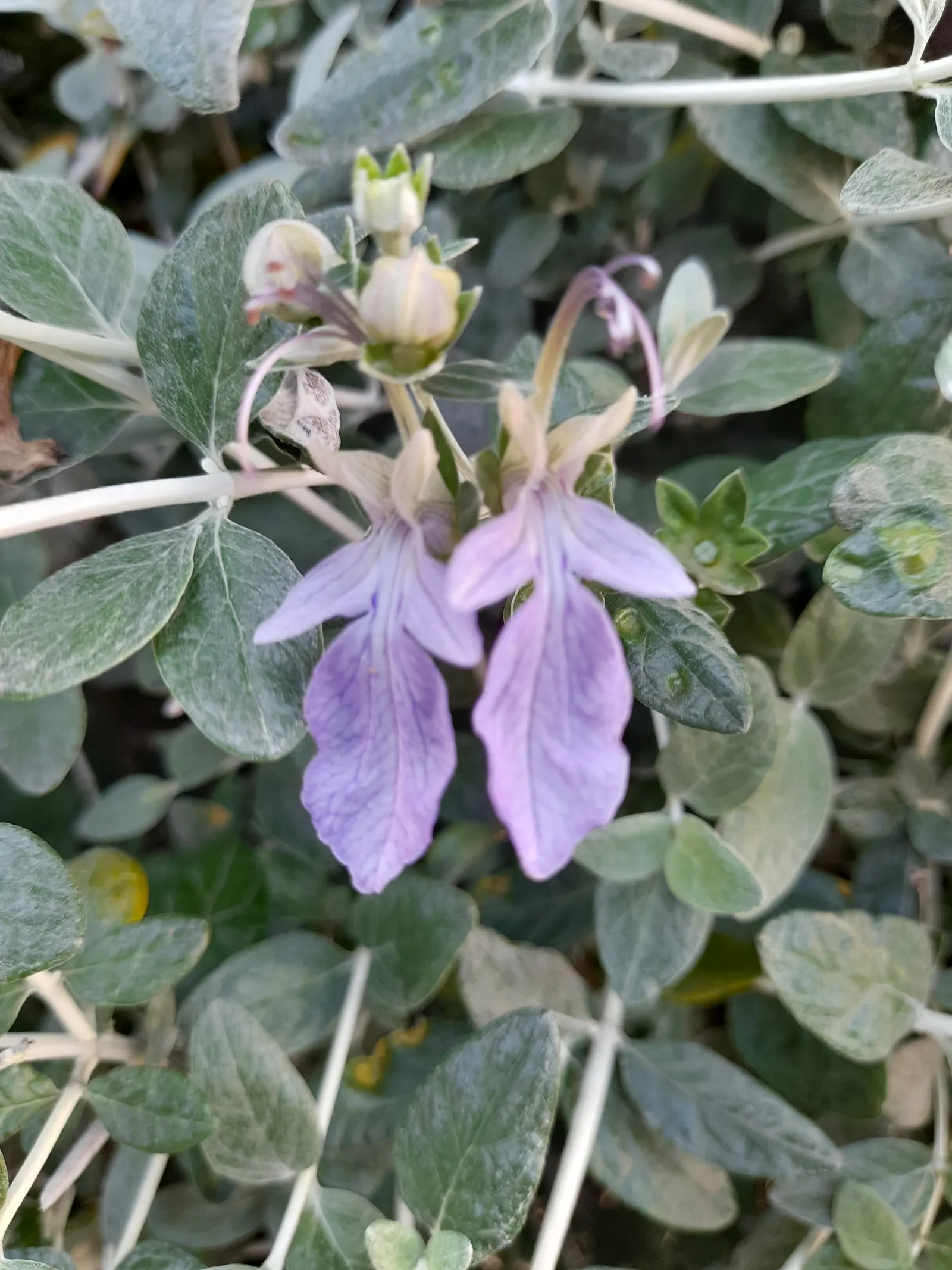 Bush Germander (Teucrium Fruticans) — ovate leaves are a striking feature; bush Germander is drought-resistant, image 60