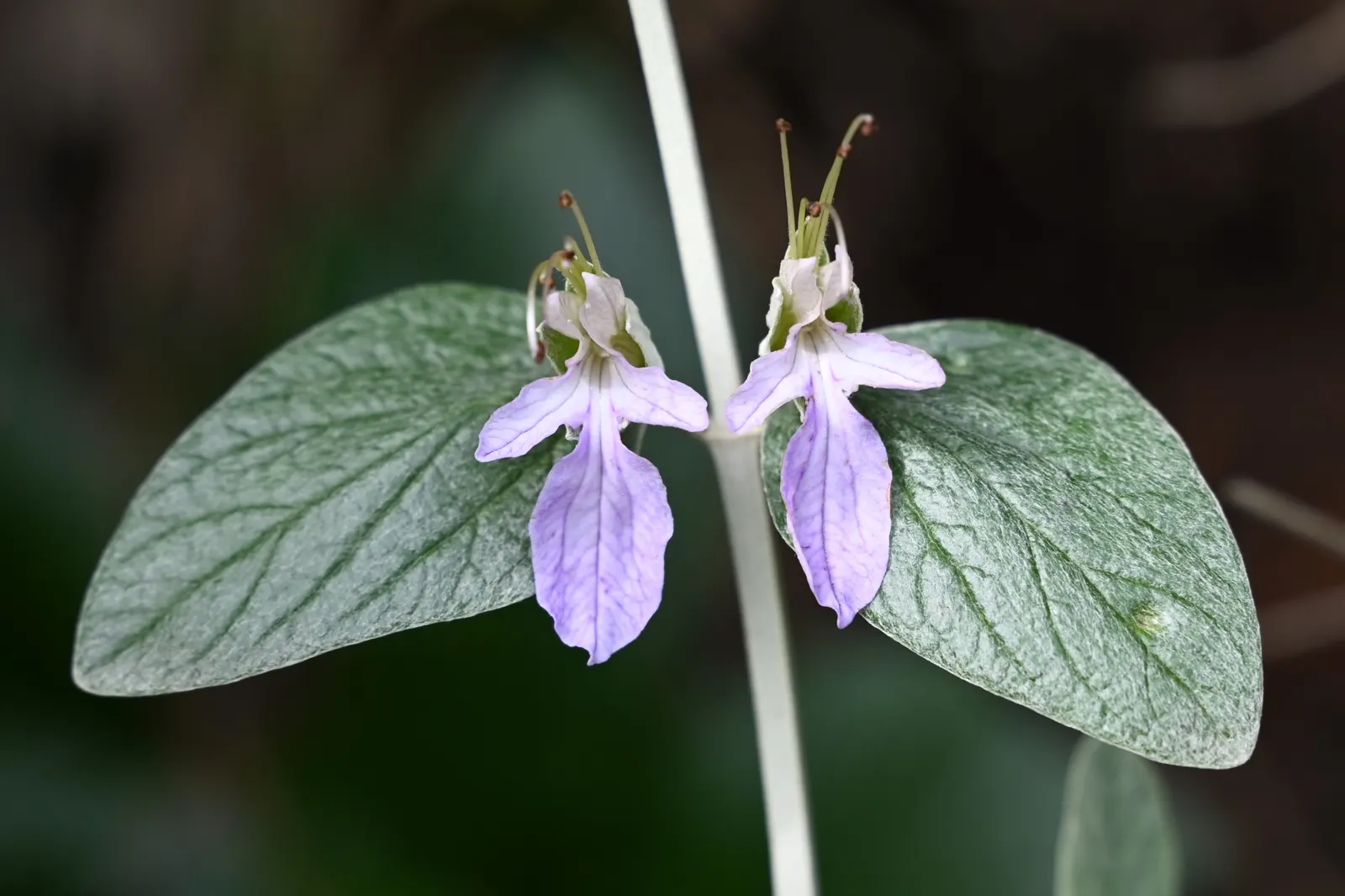 Bush Germander (Teucrium Fruticans) — making it suitable for water-wise landscaping