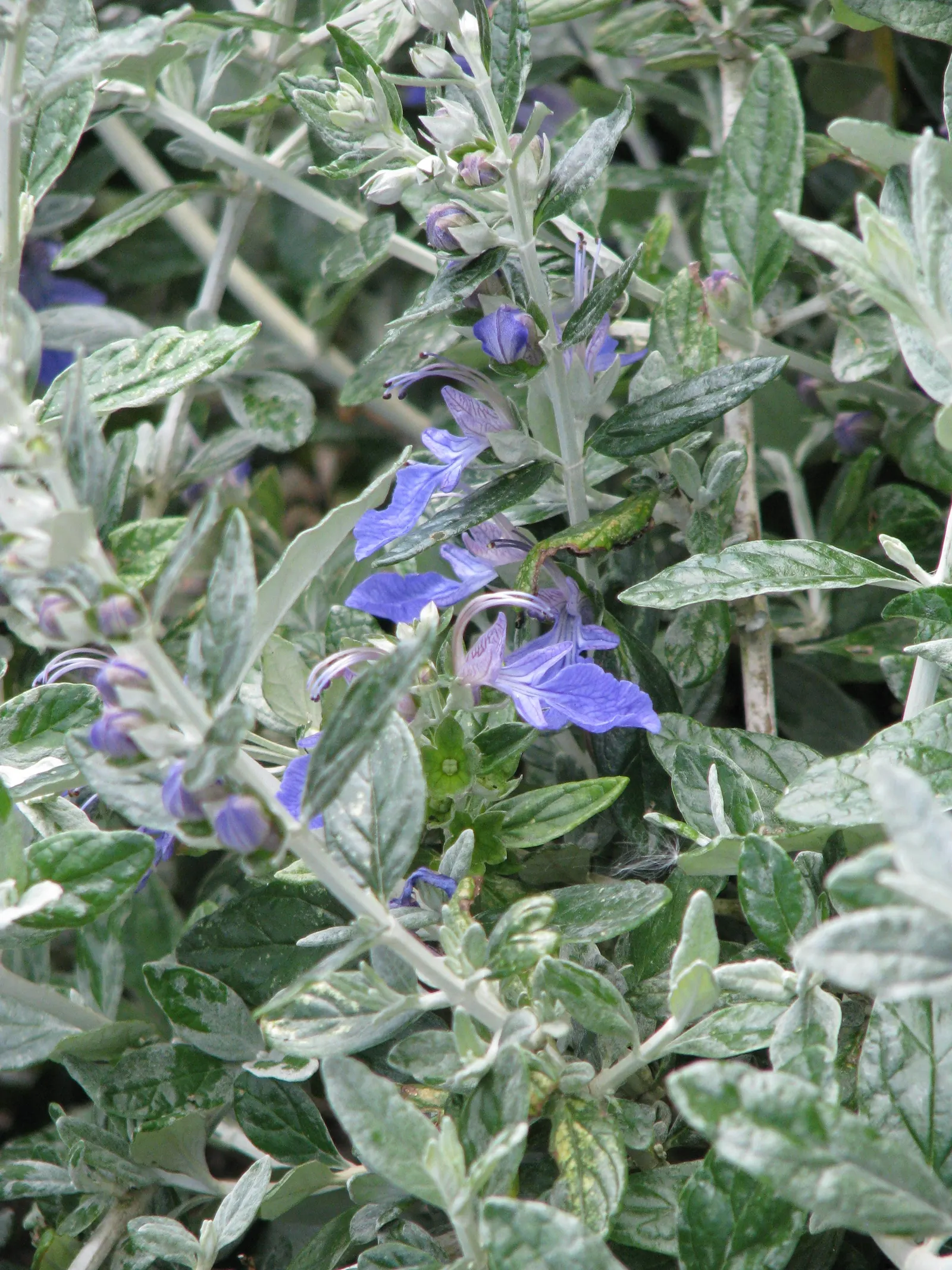Bush Germander (Teucrium Fruticans) — Regular pruning maintains its shape and encourages denser growth; or even as a standalone specimen
