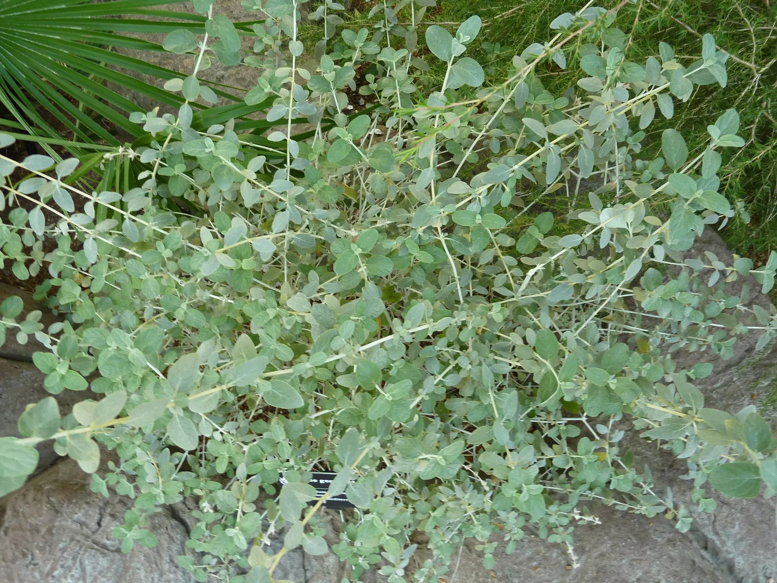 Bush Germander (Teucrium Fruticans) — or even as a standalone specimen; for maintenance, light pruning can encourage denser foliage and can help retain its