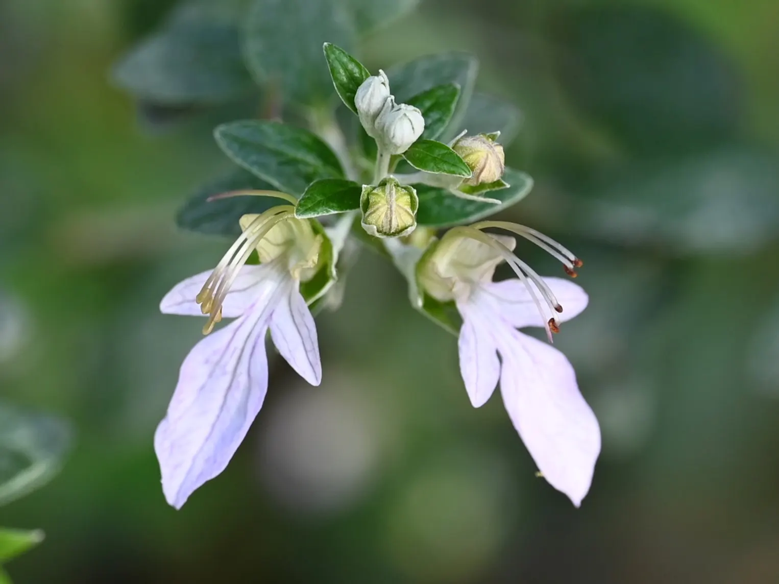 Bush Germander (Teucrium Fruticans) — especially against the backdrop of its woody stems which grant an elegant