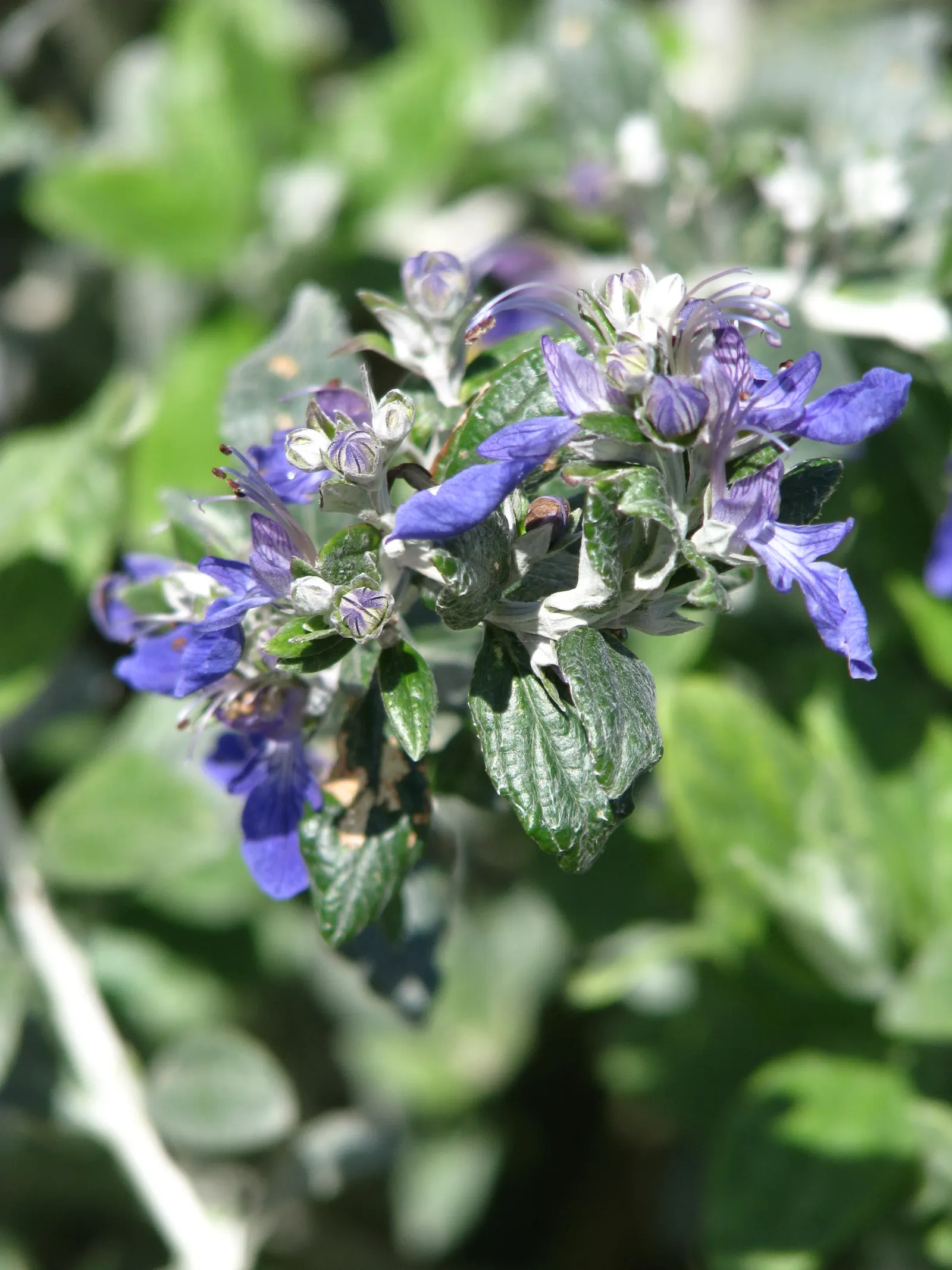 Bush Germander (Teucrium Fruticans) — the Teucrium fruticans elegantly defines spaces and brings a long season of visual interest to the garden