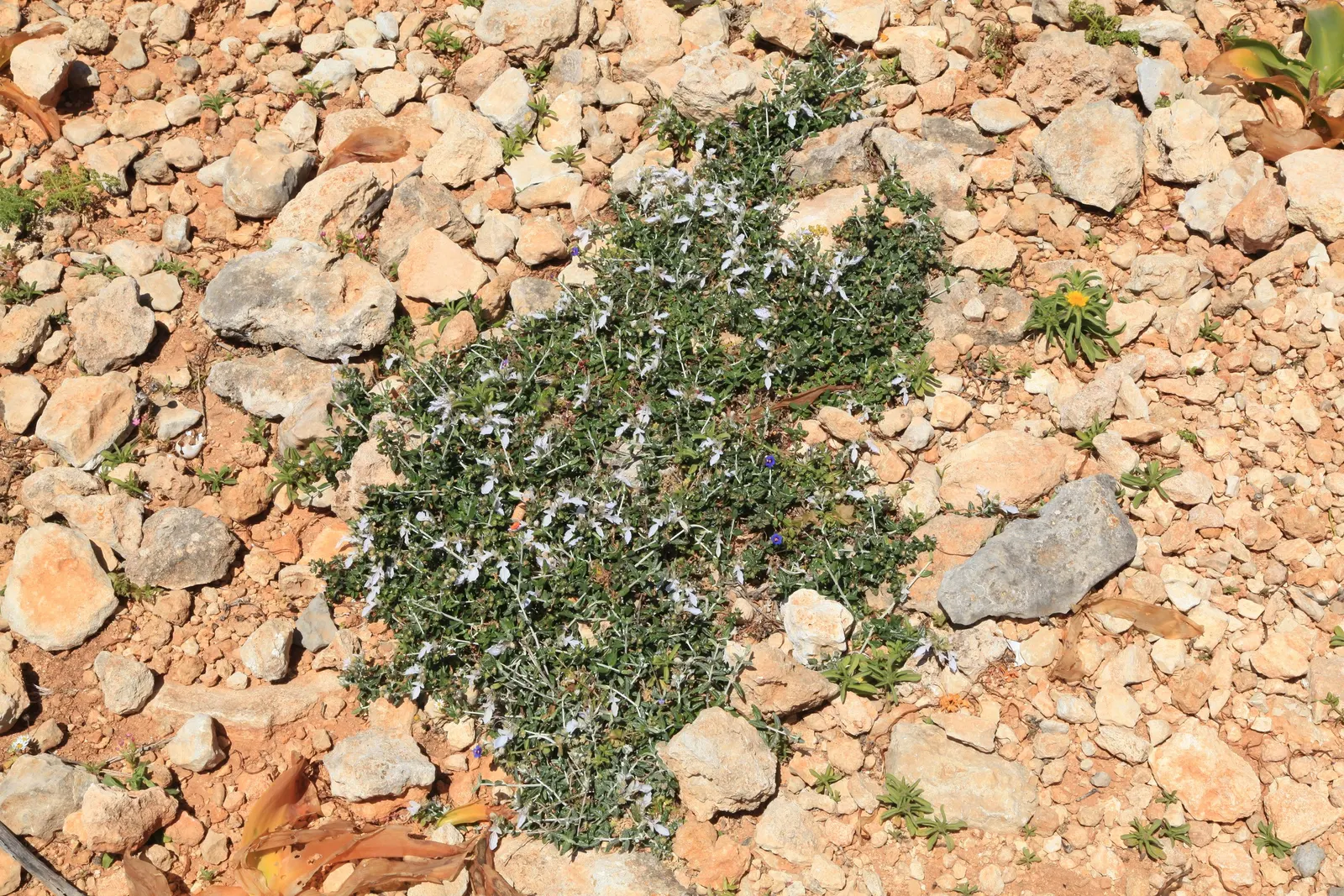 Bush Germander (Teucrium Fruticans) — an attribute that eases irrigation needs; blue flowers in the garden