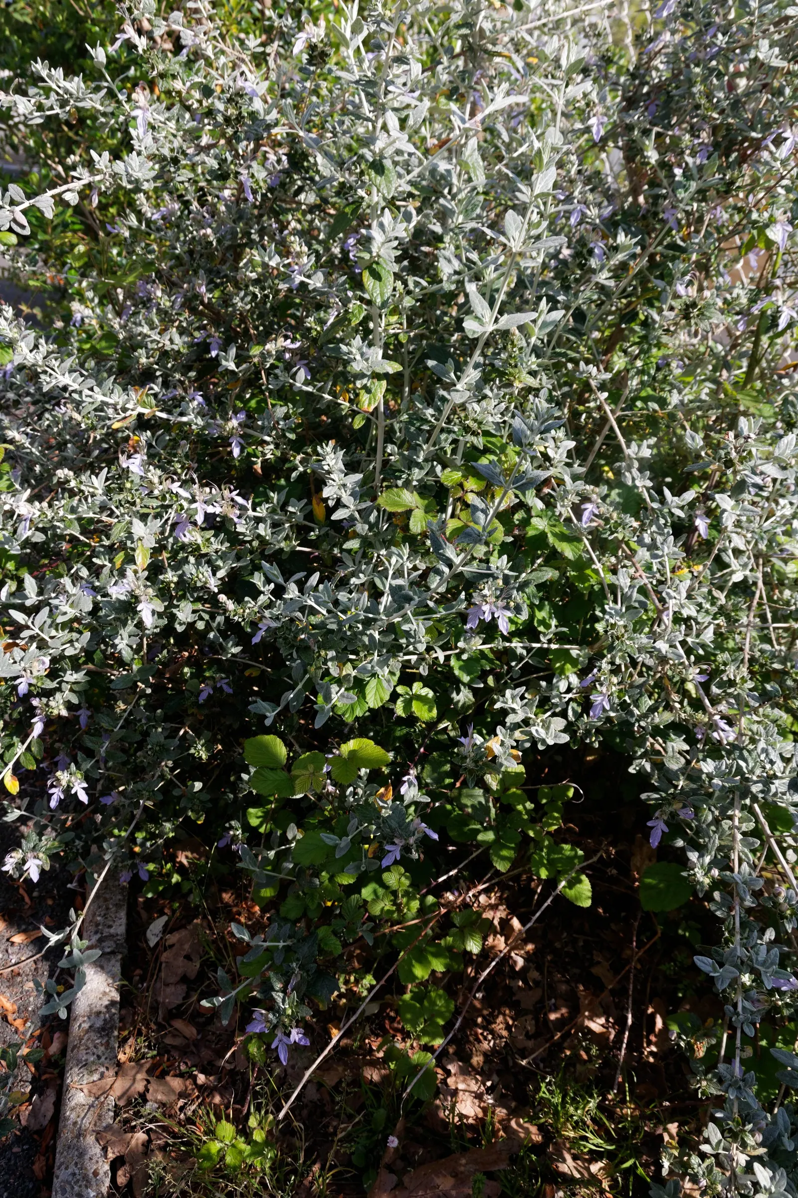 Bush Germander (Teucrium Fruticans) — open form with an average growth rate; flowering profusely with lavender-blue blooms from late winter through, image 58