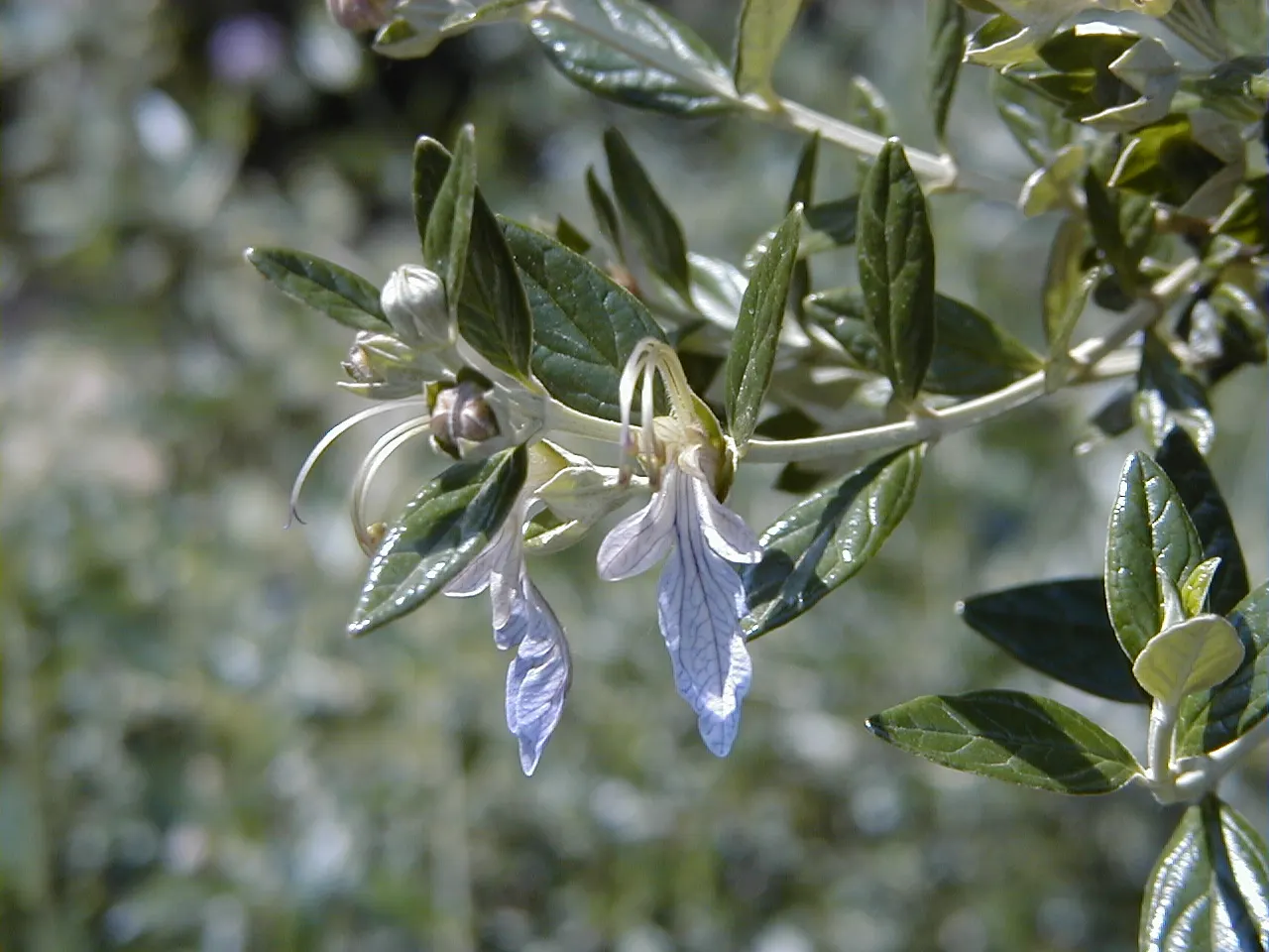 Bush Germander (Teucrium Fruticans) — ovate leaves are a striking feature