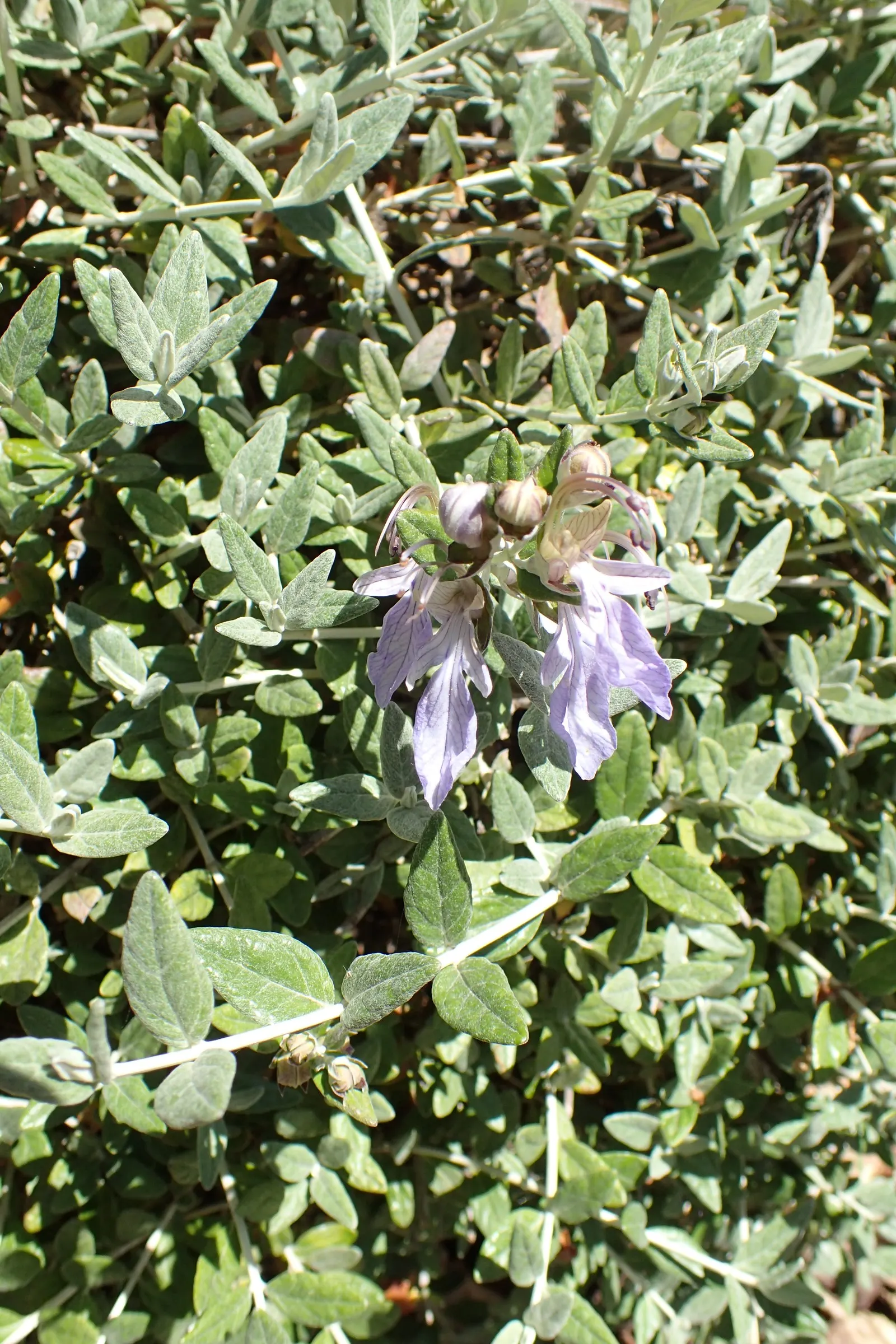 Bush Germander (Teucrium Fruticans) — With its minimal care requirements and resilient nature