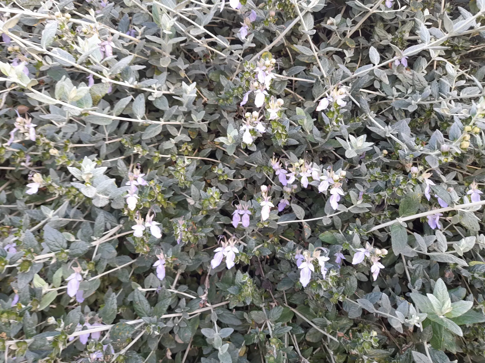 Bush Germander (Teucrium Fruticans) — Bush Germander is drought-resistant; it flourishes in full sun to partial shade and prefers well-drained soils