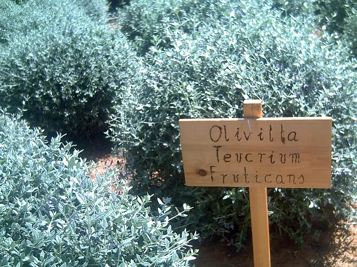 Bush Germander (Teucrium Fruticans) — blue flowers in the garden; open form with an average growth rate
