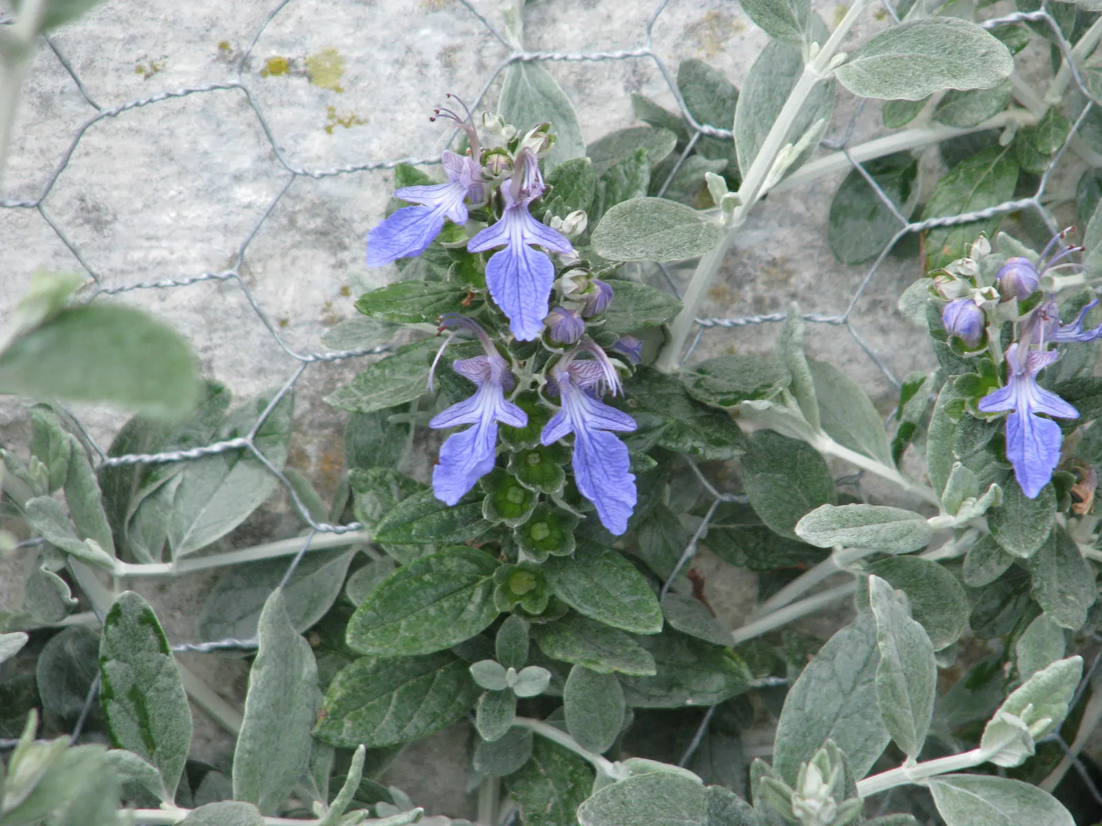 Bush Germander (Teucrium Fruticans) — scientifically known as Teucrium fruticans; with its minimal care requirements and resilient nature