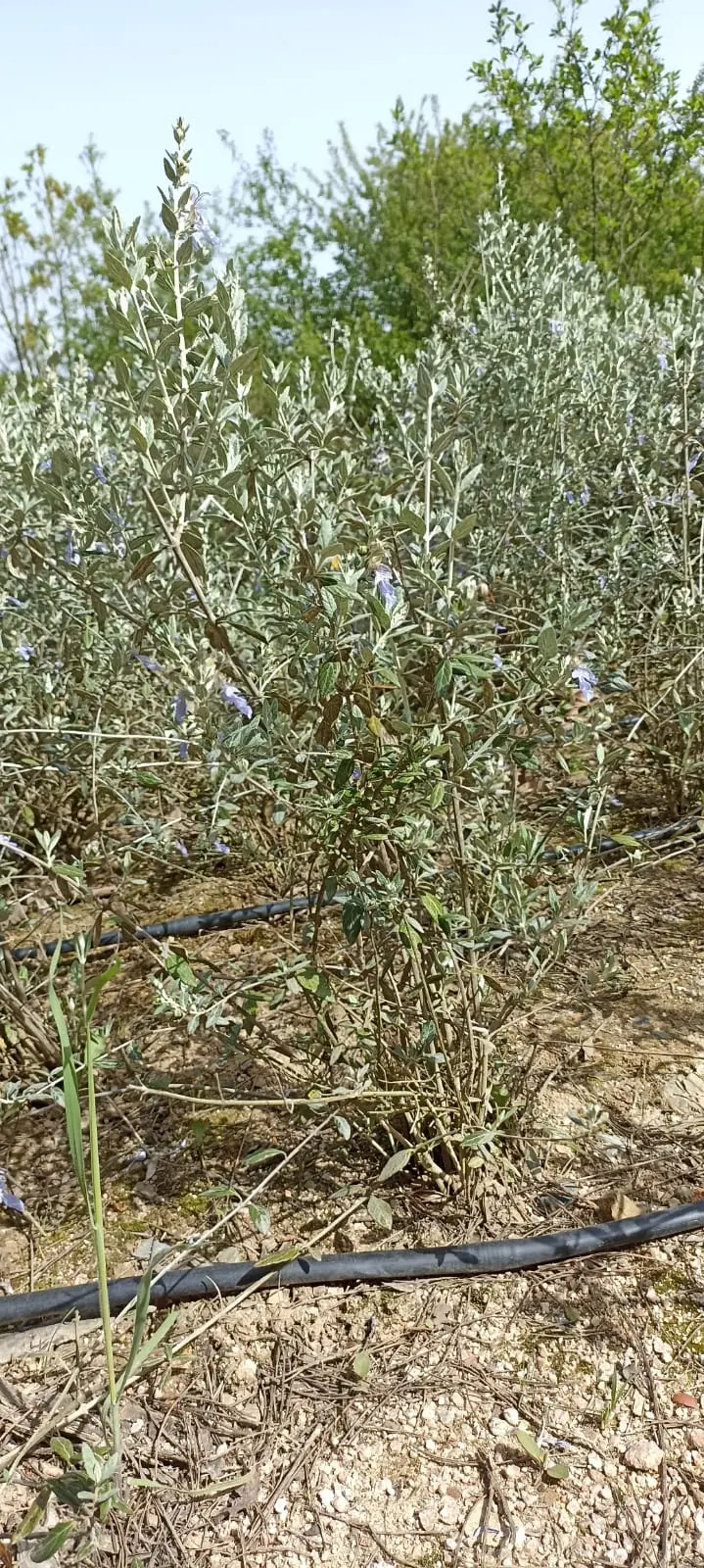Bush Germander (Teucrium Fruticans) — herb / shrub with blue blooms