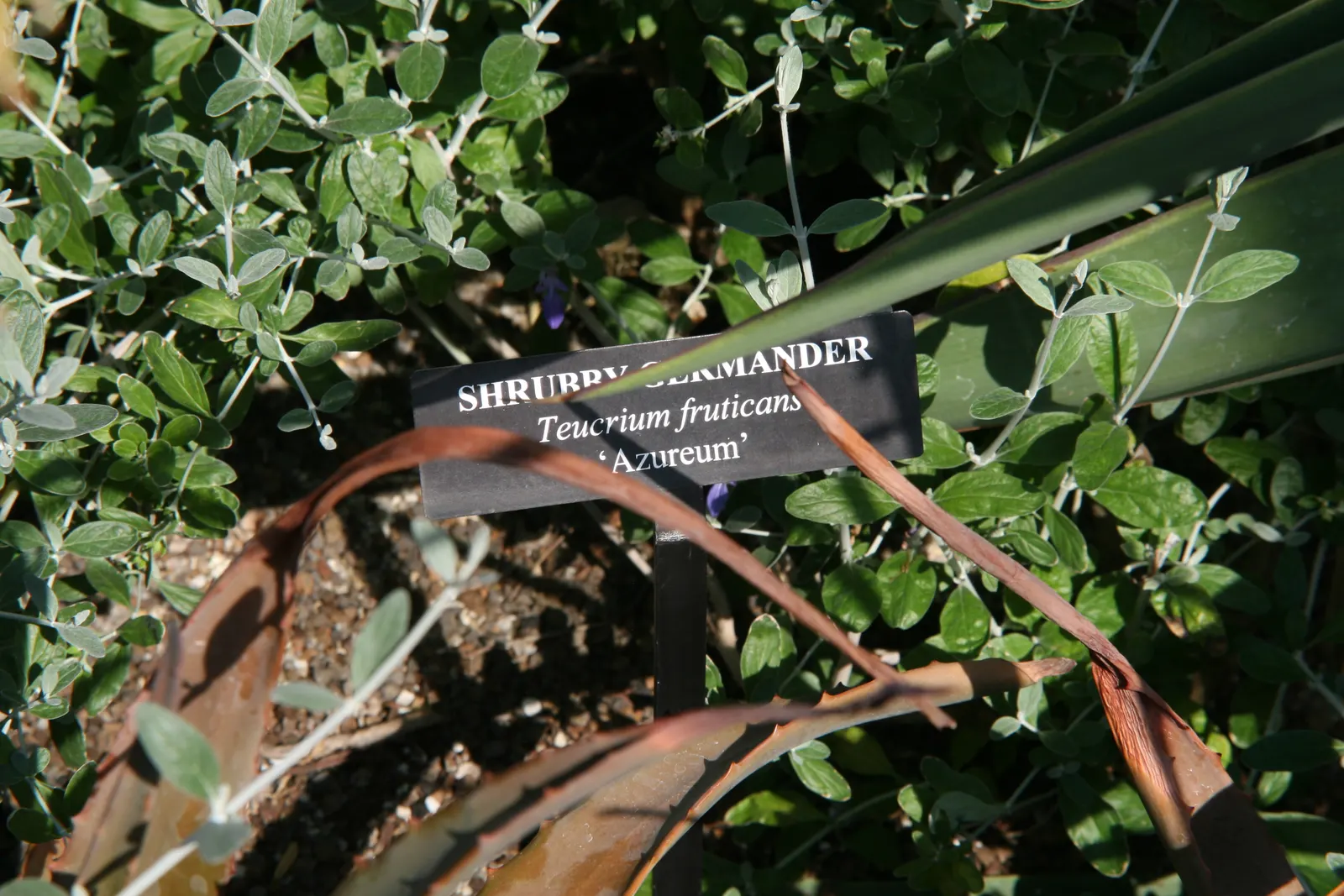 Bush Germander (Teucrium Fruticans) — This water-wise plant thrives in full sun and well-drained soil; herb / shrub for full