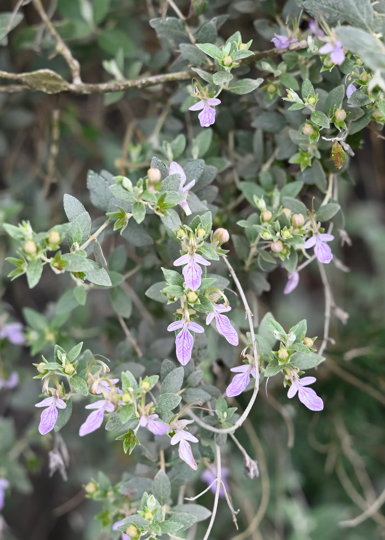 Bush Germander (Teucrium Fruticans) — or even as a standalone specimen
