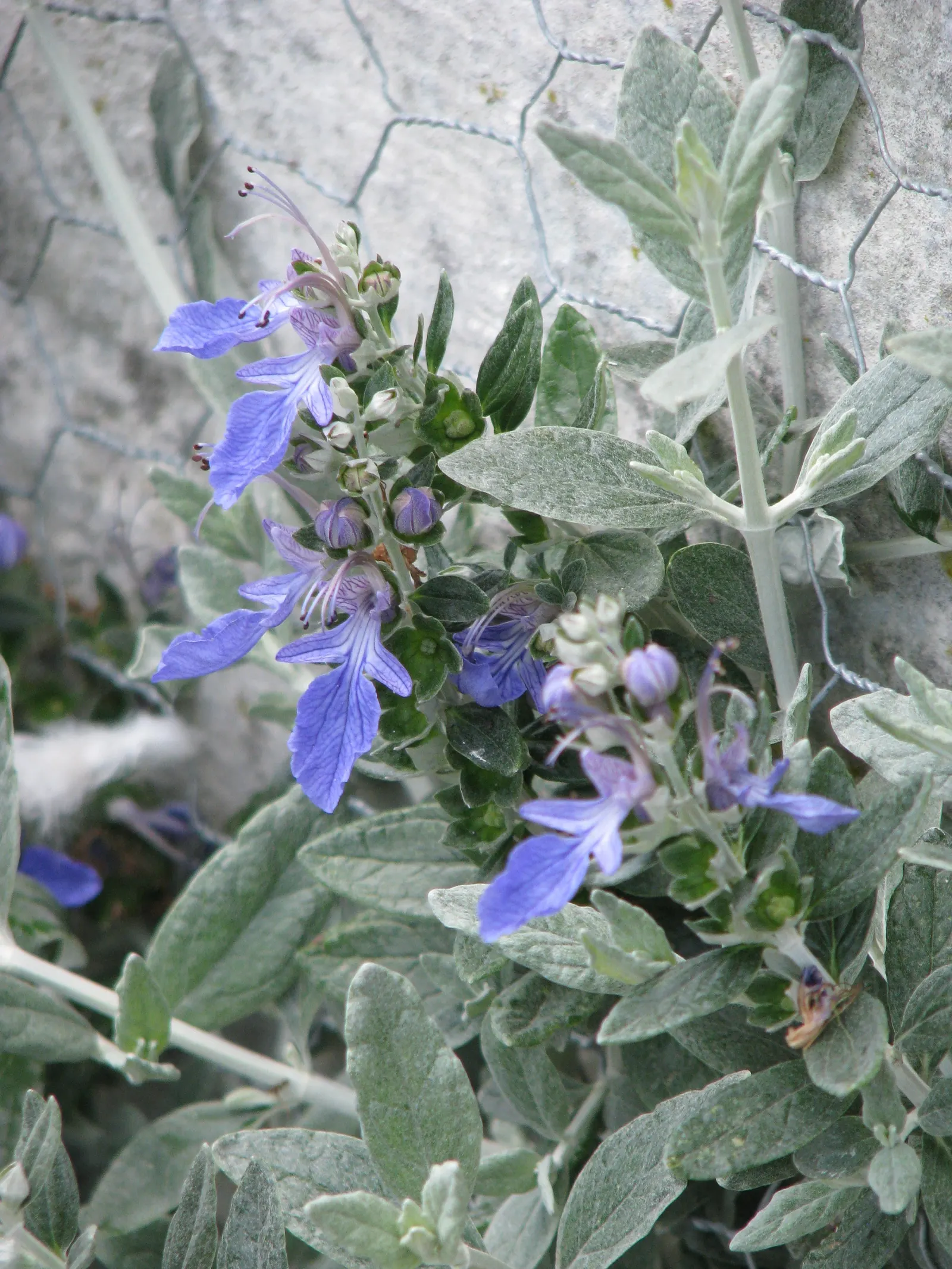 Bush Germander (Teucrium Fruticans) — ovate leaves are a striking feature; bush Germander is drought-resistant
