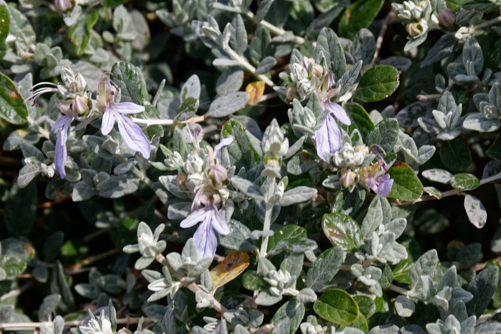 Bush Germander (Teucrium Fruticans) — It flourishes in full sun to partial shade and prefers well-drained soils; typically reaching a mature size of about 4 to