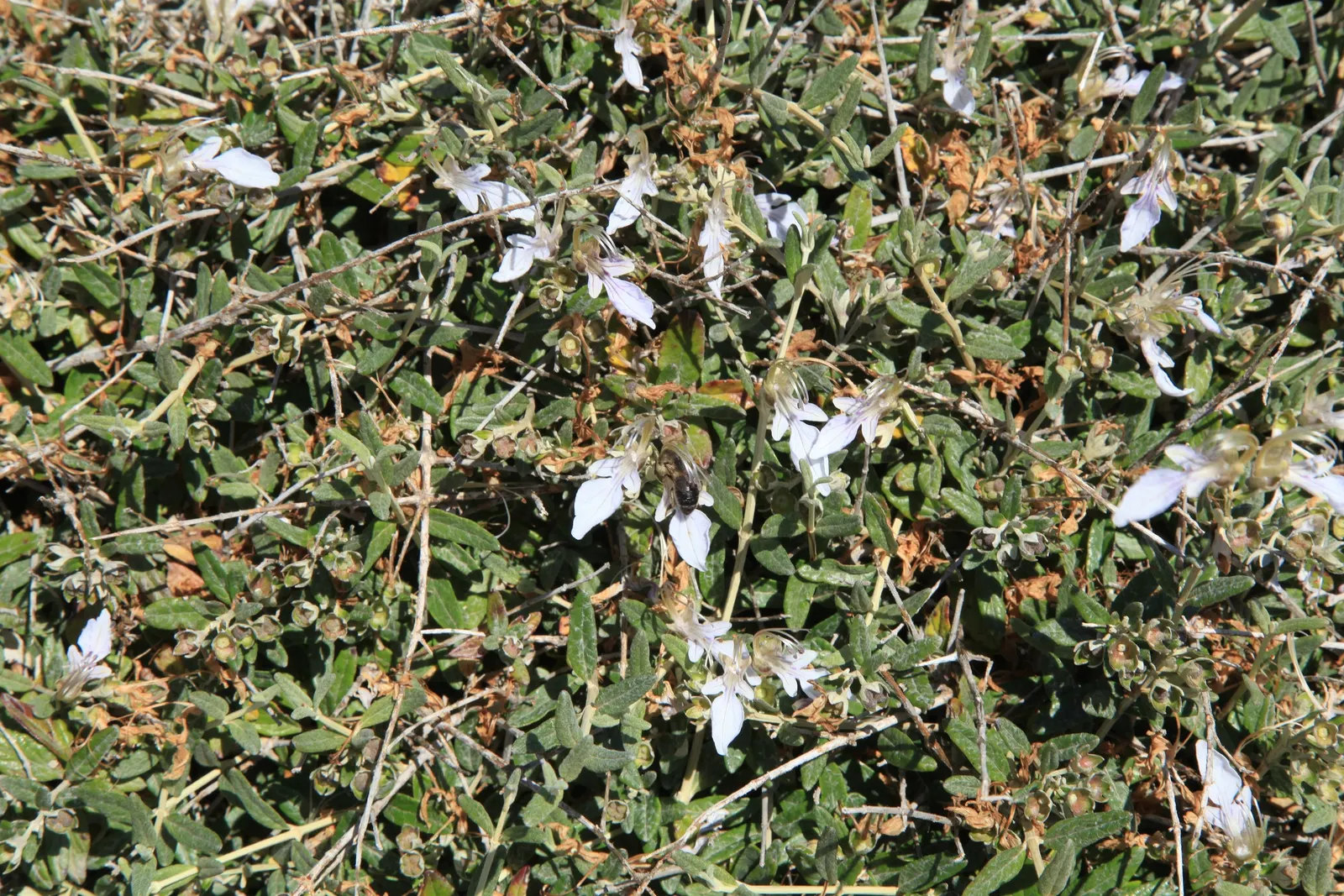 Bush Germander (Teucrium Fruticans) — making it suitable for water-wise landscaping; perfect for Mediterranean or drought-tolerant gardens