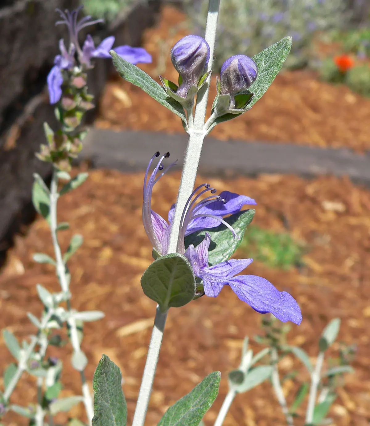 Bush Germander (Teucrium Fruticans) — scientifically known as Teucrium fruticans; with its minimal care requirements and resilient nature, image 57