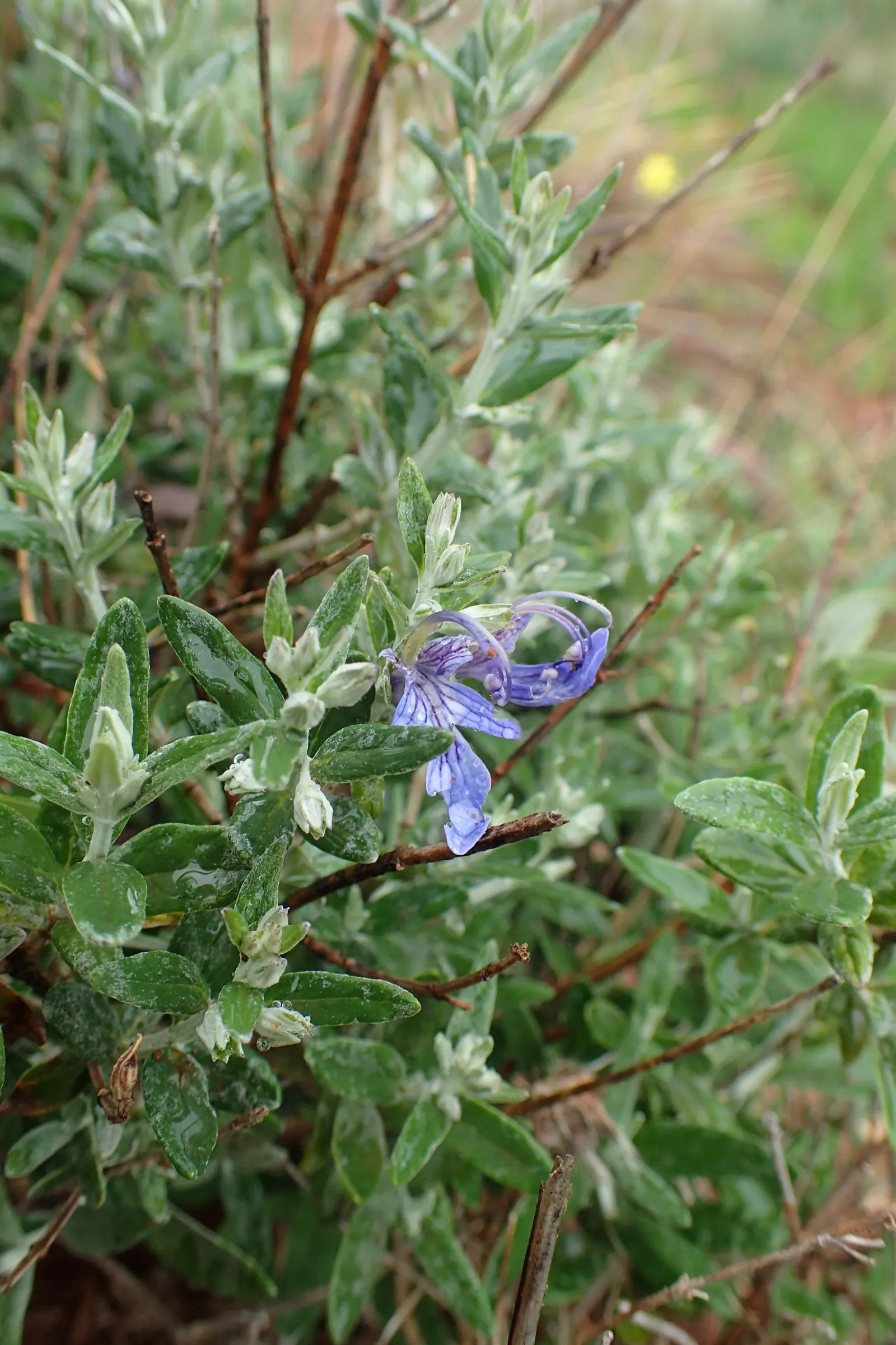 Bush Germander (Teucrium Fruticans) — It reaches up to 6 feet tall and wide; especially against the backdrop of its woody stems which grant an elegant