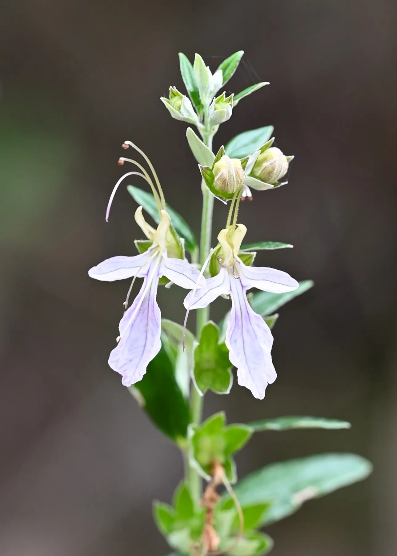 Bush Germander (Teucrium Fruticans) — Bush Germander is drought-resistant