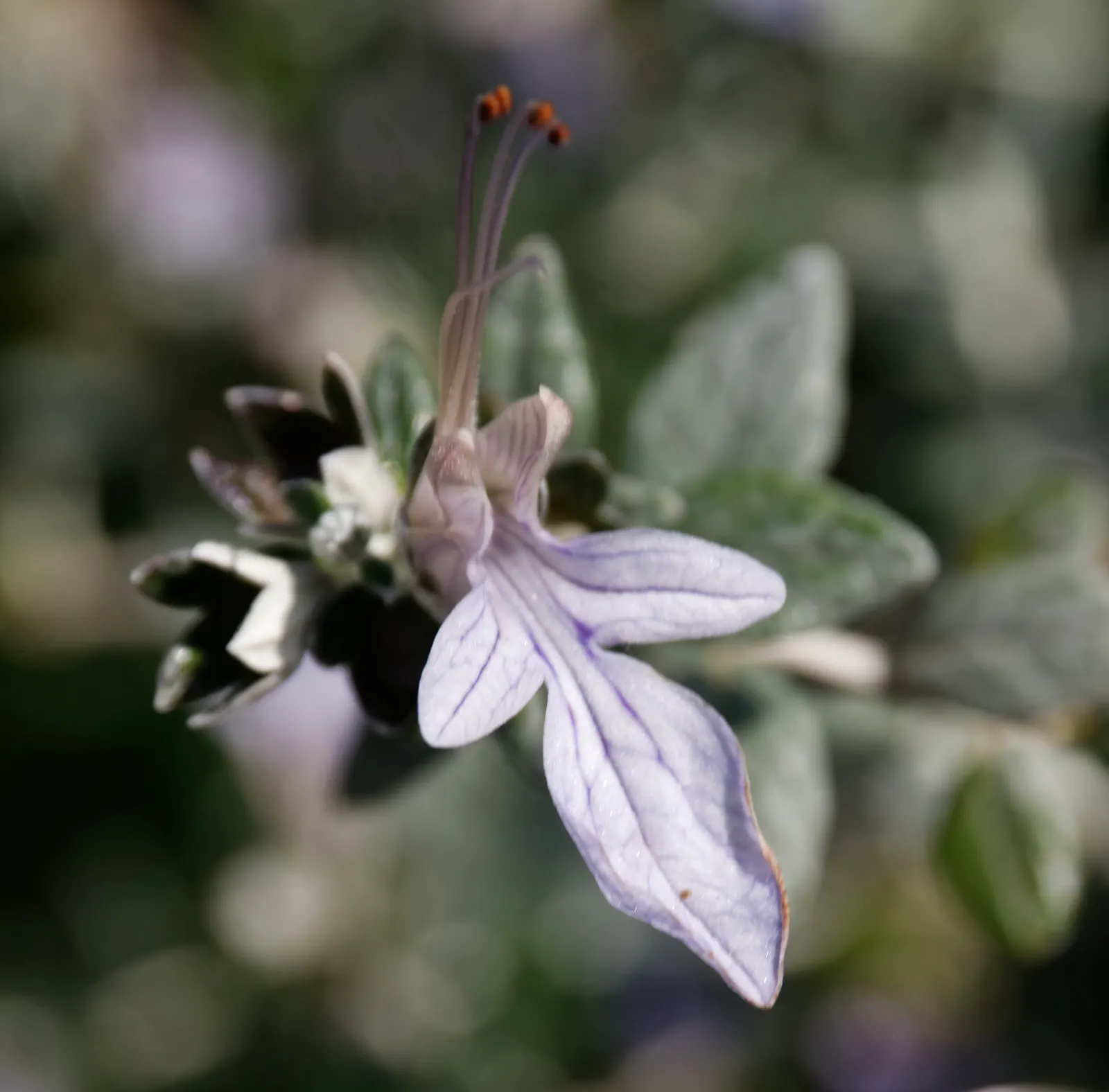 Bush Germander (Teucrium Fruticans) — herb / shrub for full; the Teucrium fruticans elegantly defines spaces and brings a long season of visual interest to the