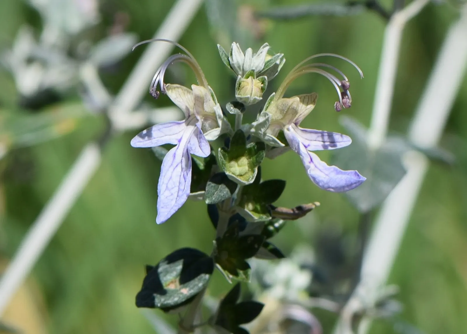 Bush Germander (Teucrium Fruticans) — Teucrium fruticans thrives in USDA Hardiness Zones 8 through 9