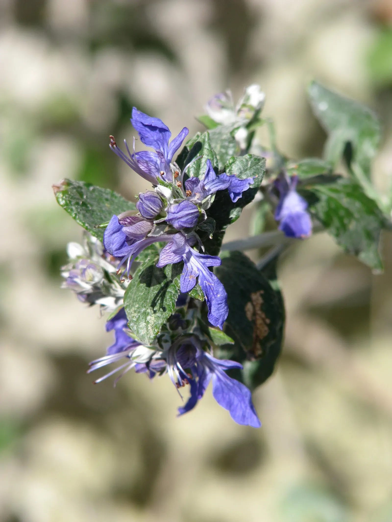 Bush Germander (Teucrium Fruticans) — flowering profusely with lavender-blue blooms from late winter through summer; an attribute that eases, image 53