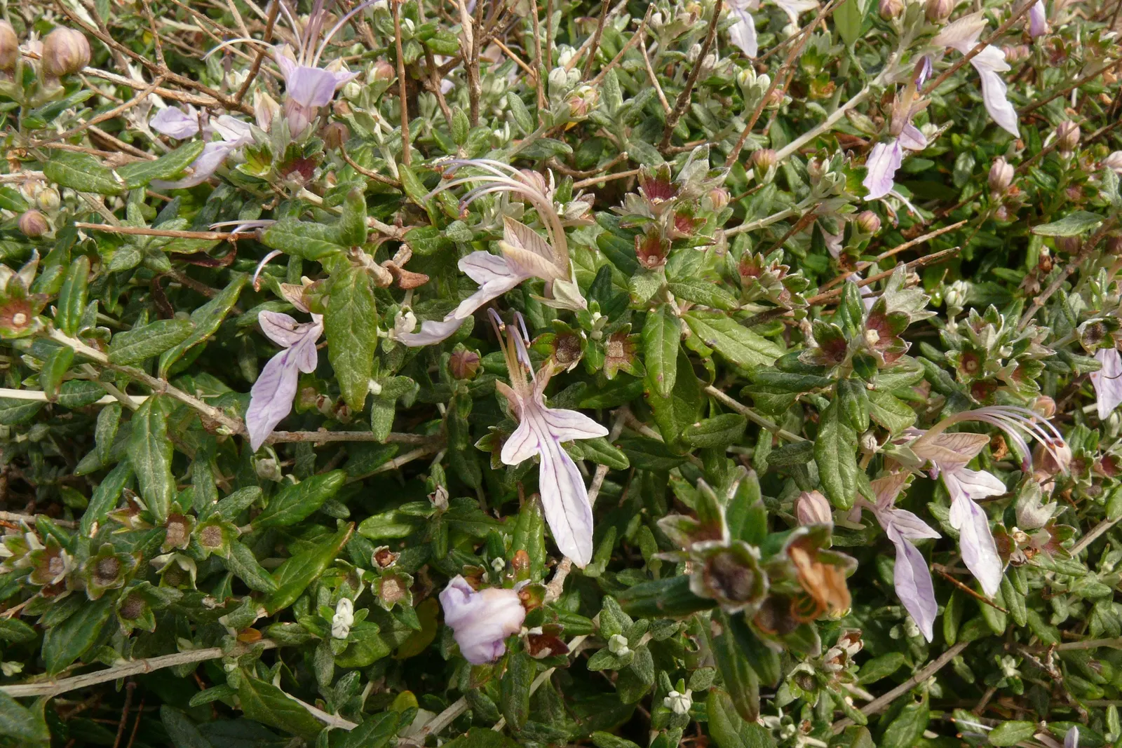 Bush Germander (Teucrium Fruticans) — The Bush Germander (Teucrium fruticans) is an evergreen shrub; this water-wise plant thrives in full sun and well-drained