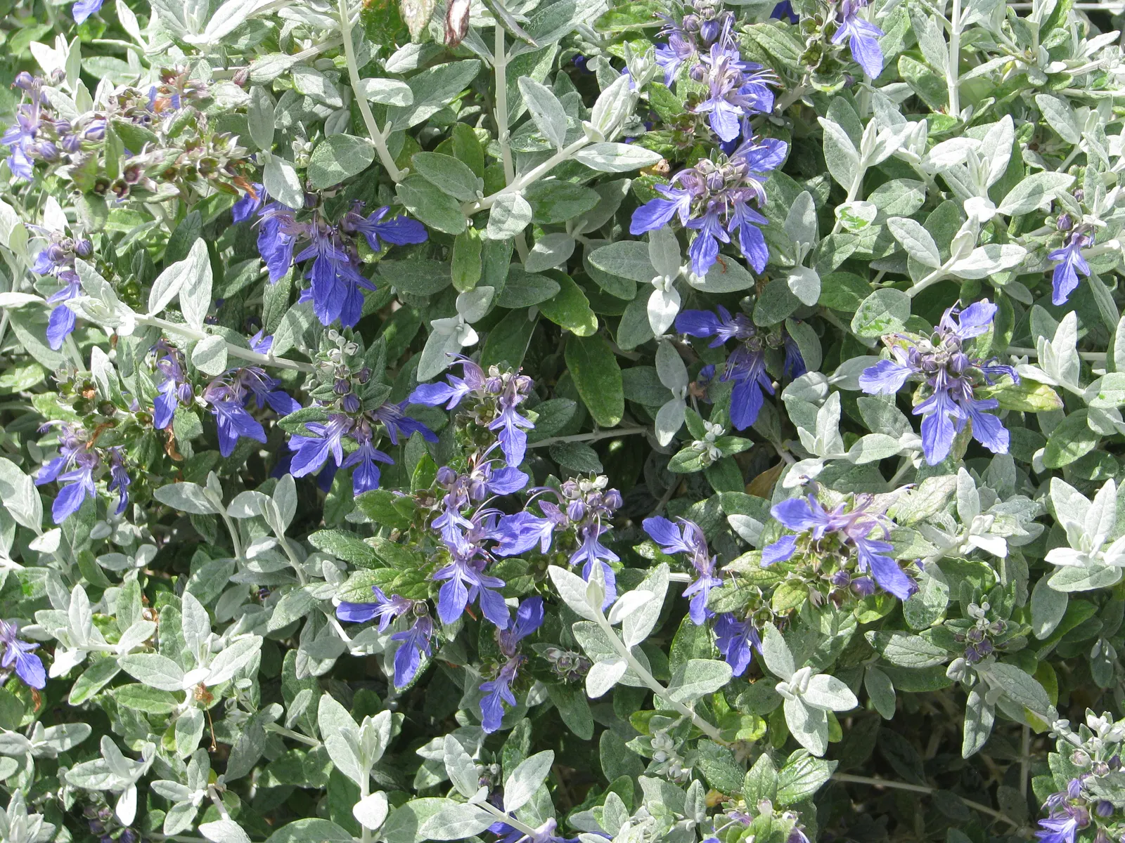 Bush Germander (Teucrium Fruticans) — blue flowers in the garden