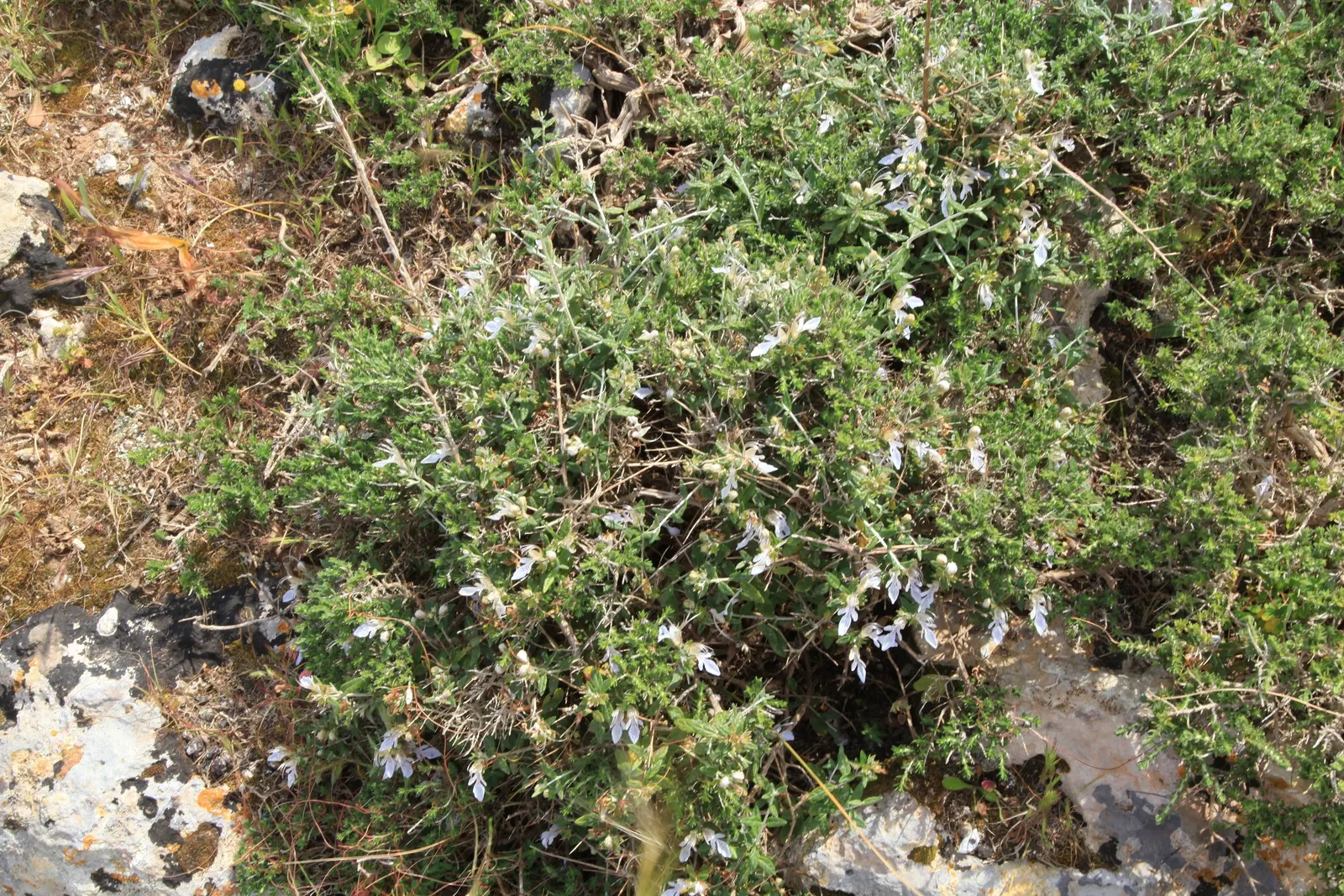 Bush Germander (Teucrium Fruticans) — The Bush Germander (Teucrium fruticans) is an evergreen shrub; this water-wise plant thrives in full sun and, image 51