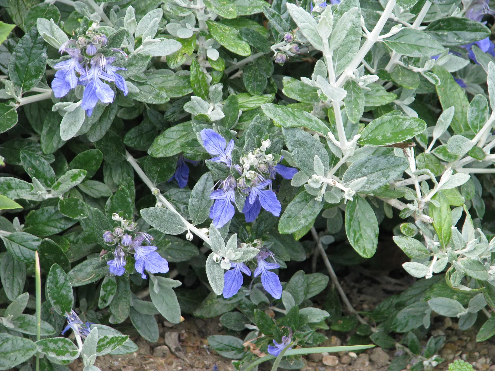 Bush Germander (Teucrium Fruticans) — typically reaching a mature size of about 4 to 6 feet in height and width; ovate leaves are a striking feature