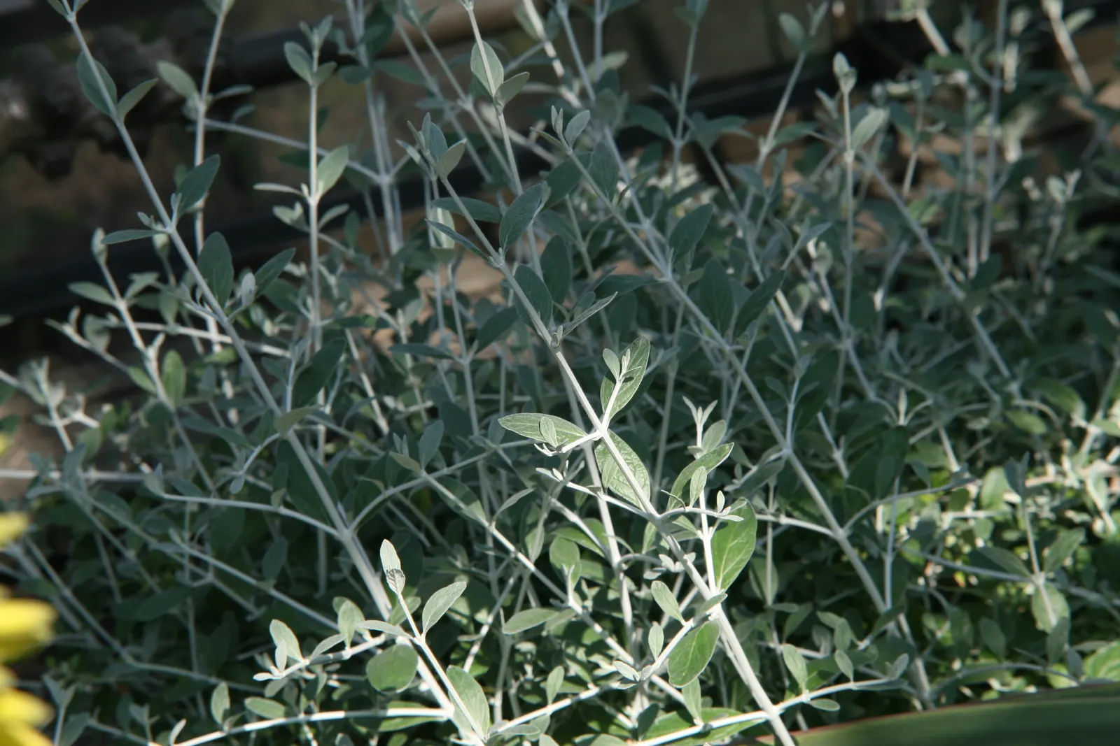 Bush Germander (Teucrium Fruticans) — especially against the backdrop of its woody stems which grant an elegant; herb / shrub with blue blooms