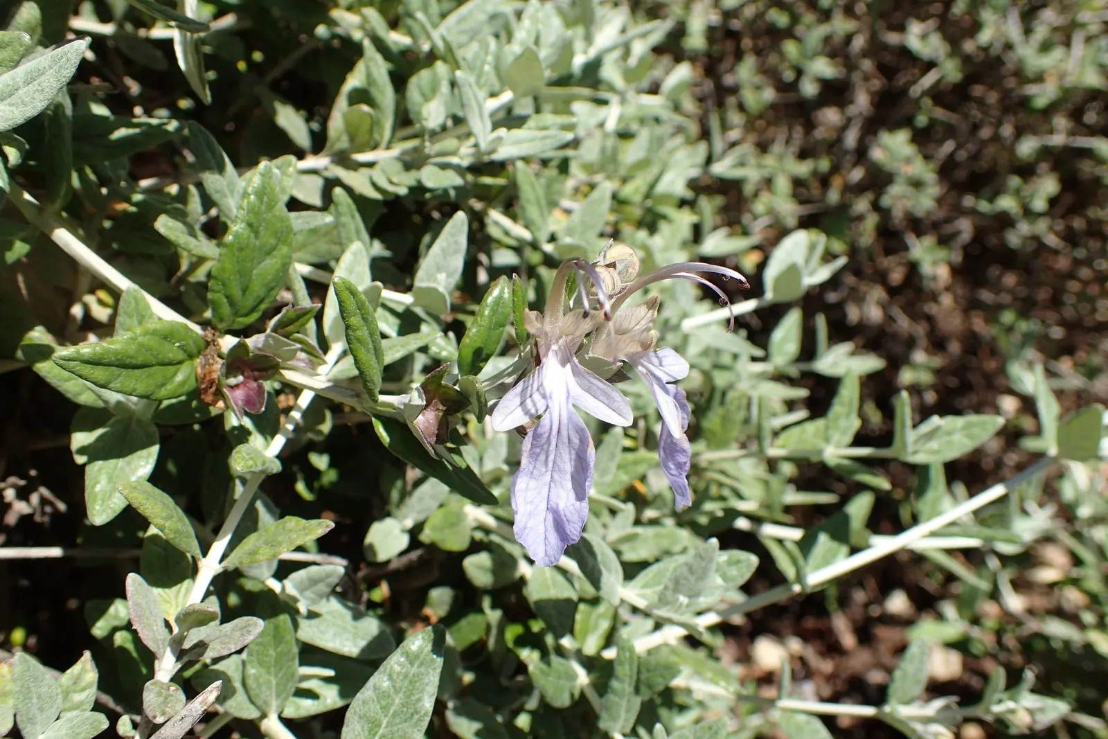 Bush Germander (Teucrium Fruticans) — For maintenance, light pruning can encourage denser foliage and can help retain its desired shape