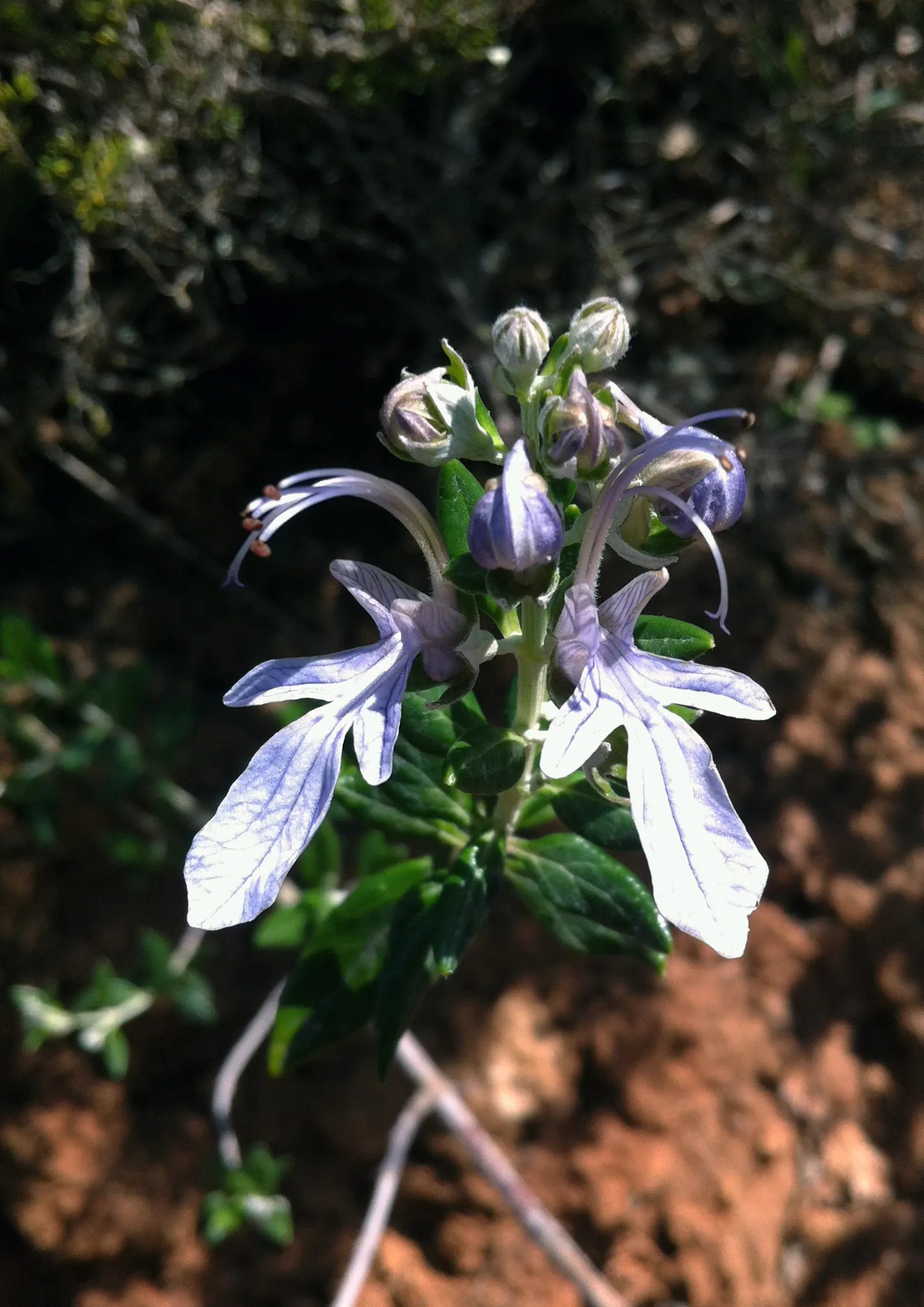 Bush Germander (Teucrium Fruticans) — the Teucrium fruticans elegantly defines spaces and brings a long season of visual interest to the garden; the Bush
