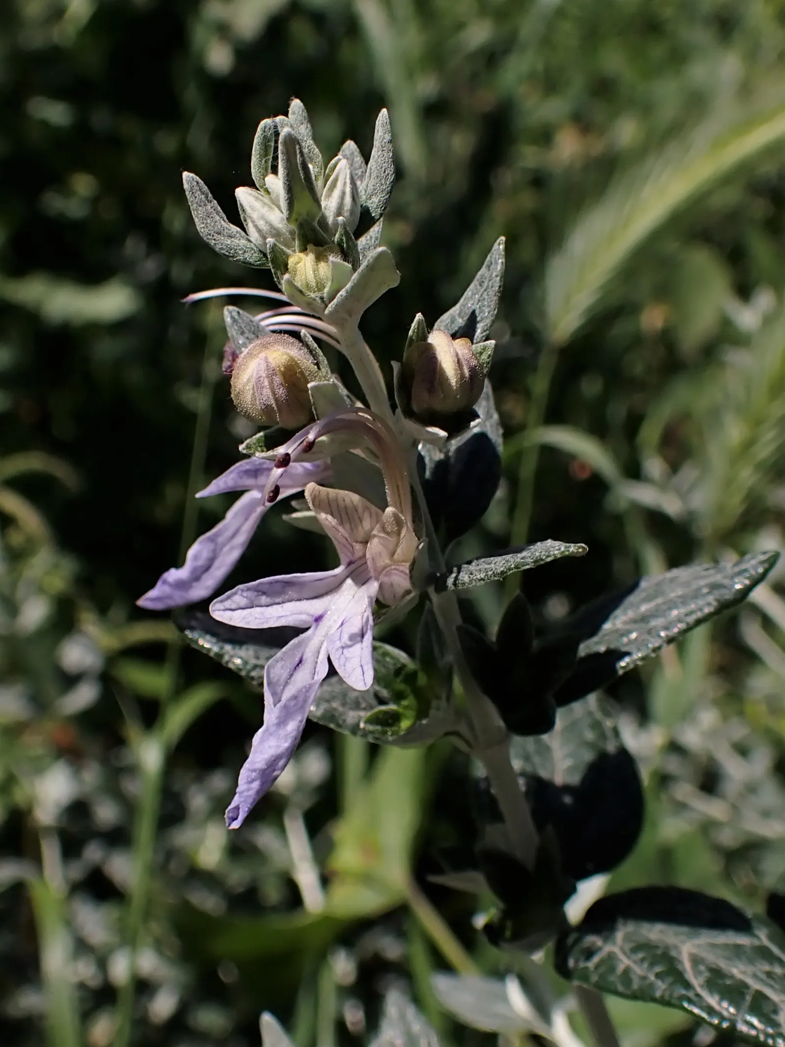 Bush Germander (Teucrium Fruticans) — It flourishes in full sun to partial shade and prefers well-drained soils